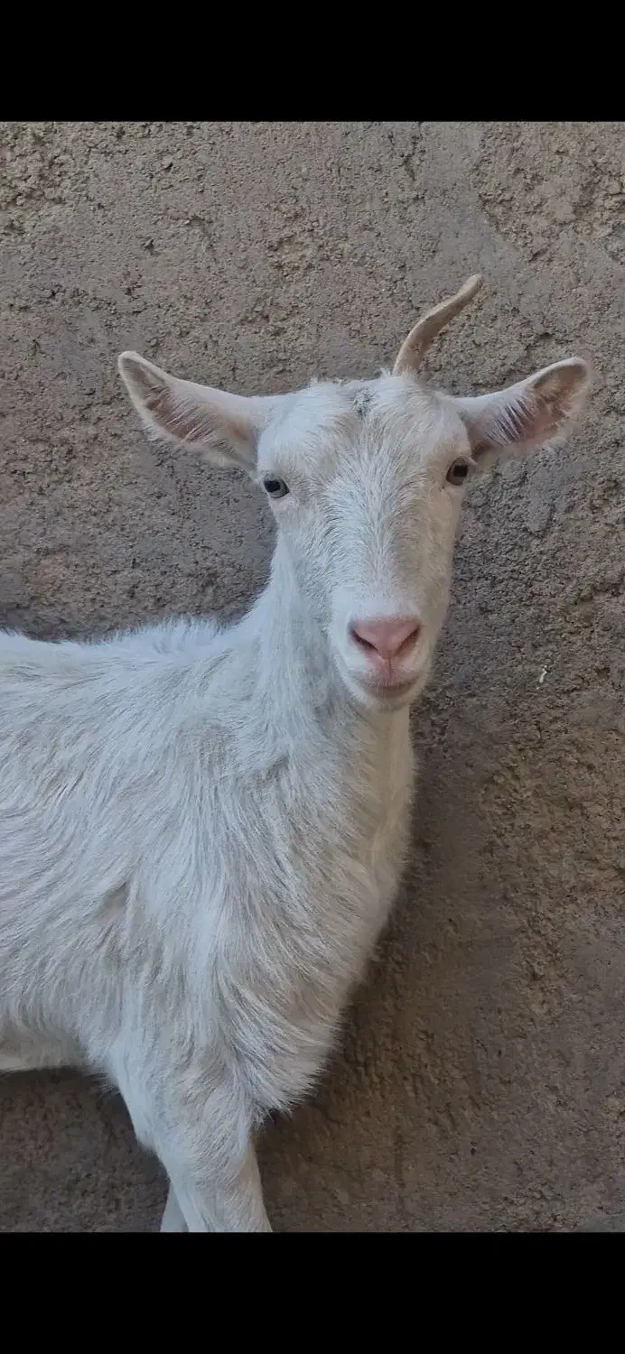 بز کامور پتیری و سانن|حیوانات مزرعه|بردسکن, |دیوار