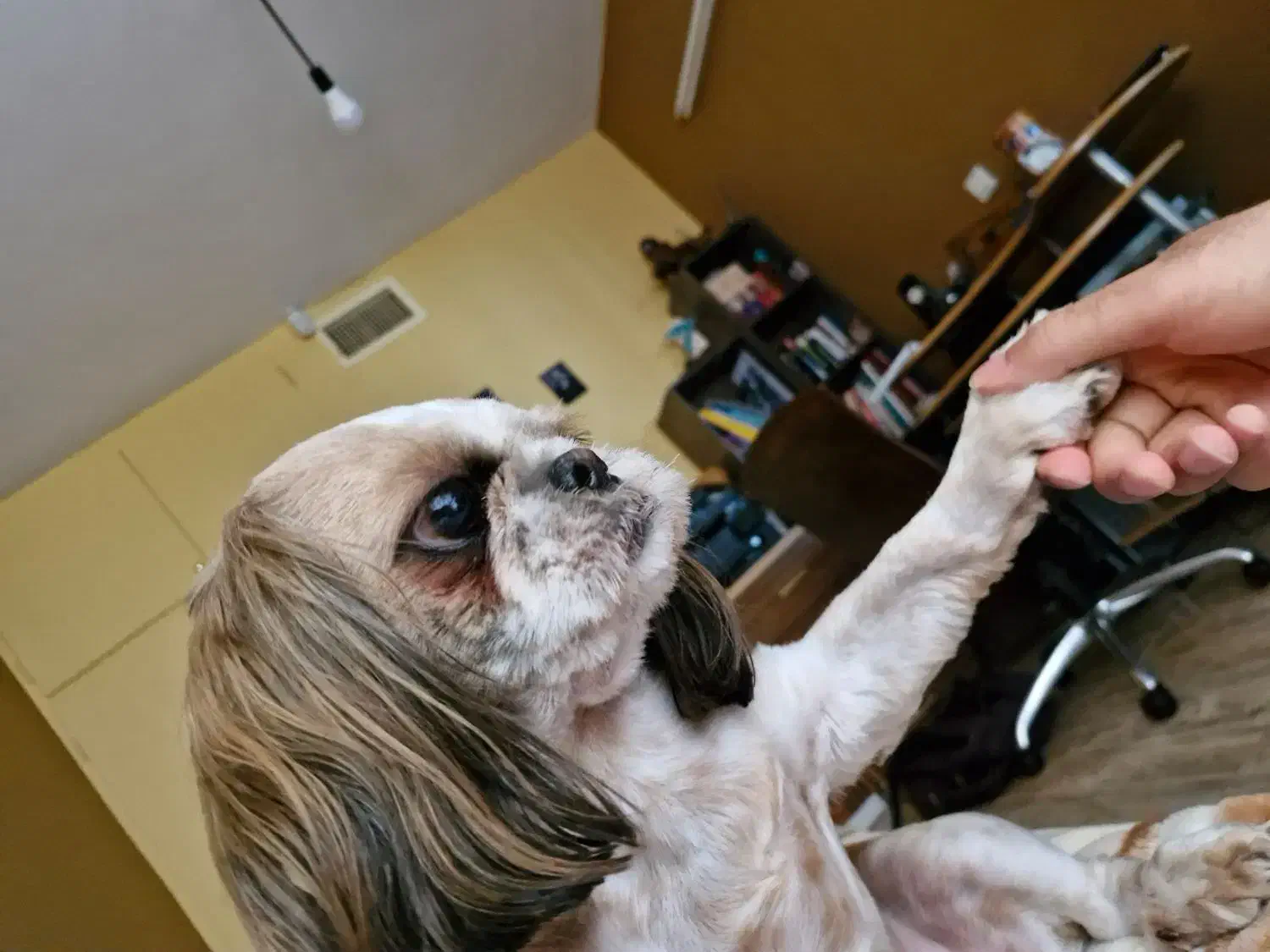 سگ شیتزو|سگ|پرند, فاز ۲|دیوار