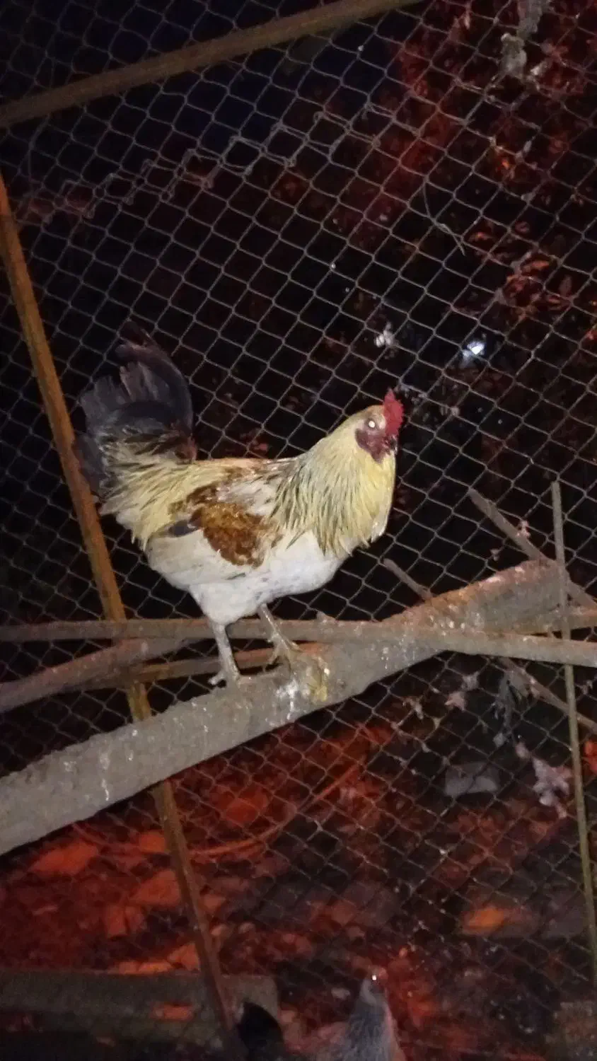 خروس محلی|حیوانات مزرعه|اطاقور, |دیوار