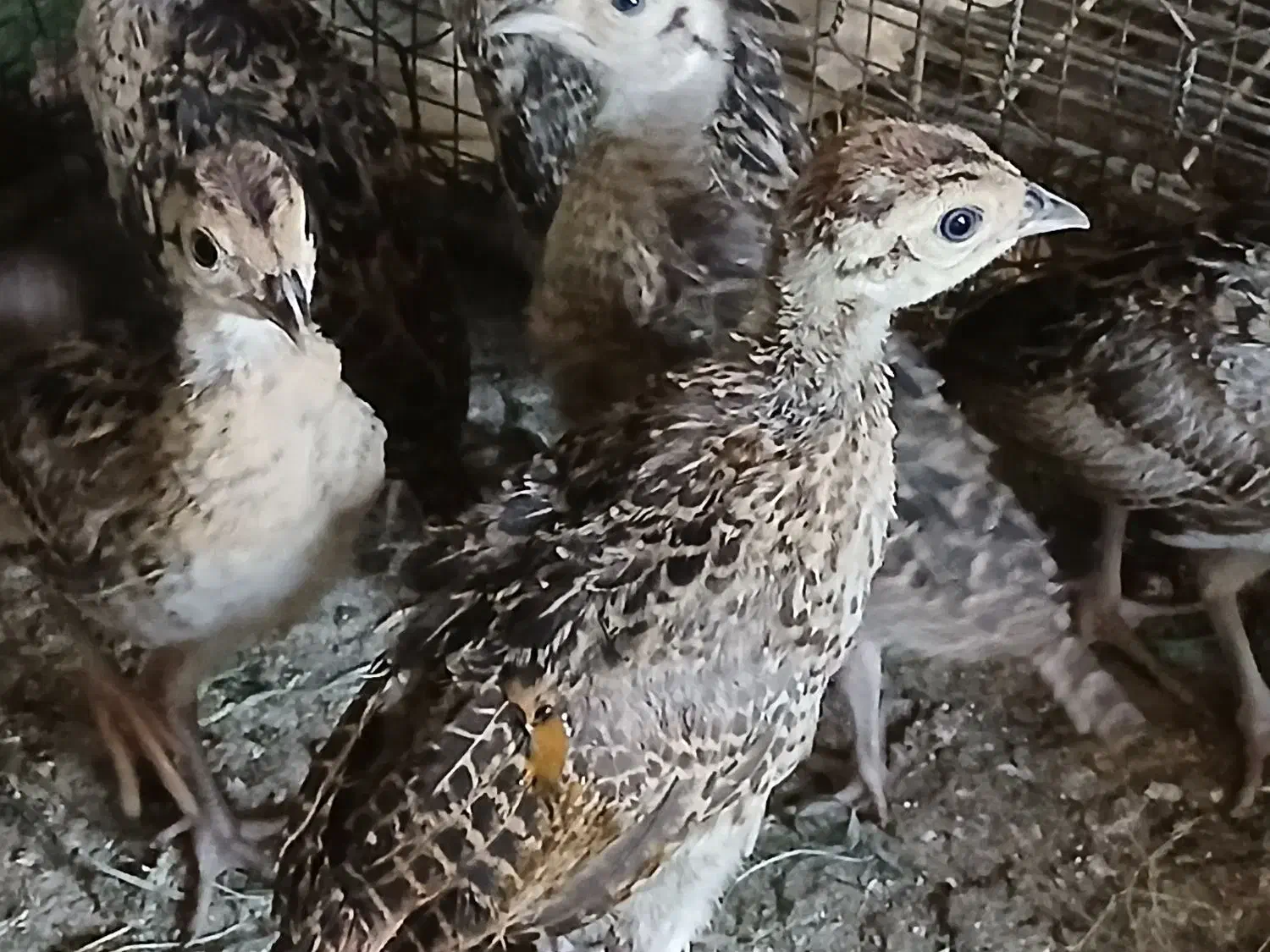 فروش مرغ و خروس امریکایی زینتی|حیوانات مزرعه|سنگدوین, |دیوار