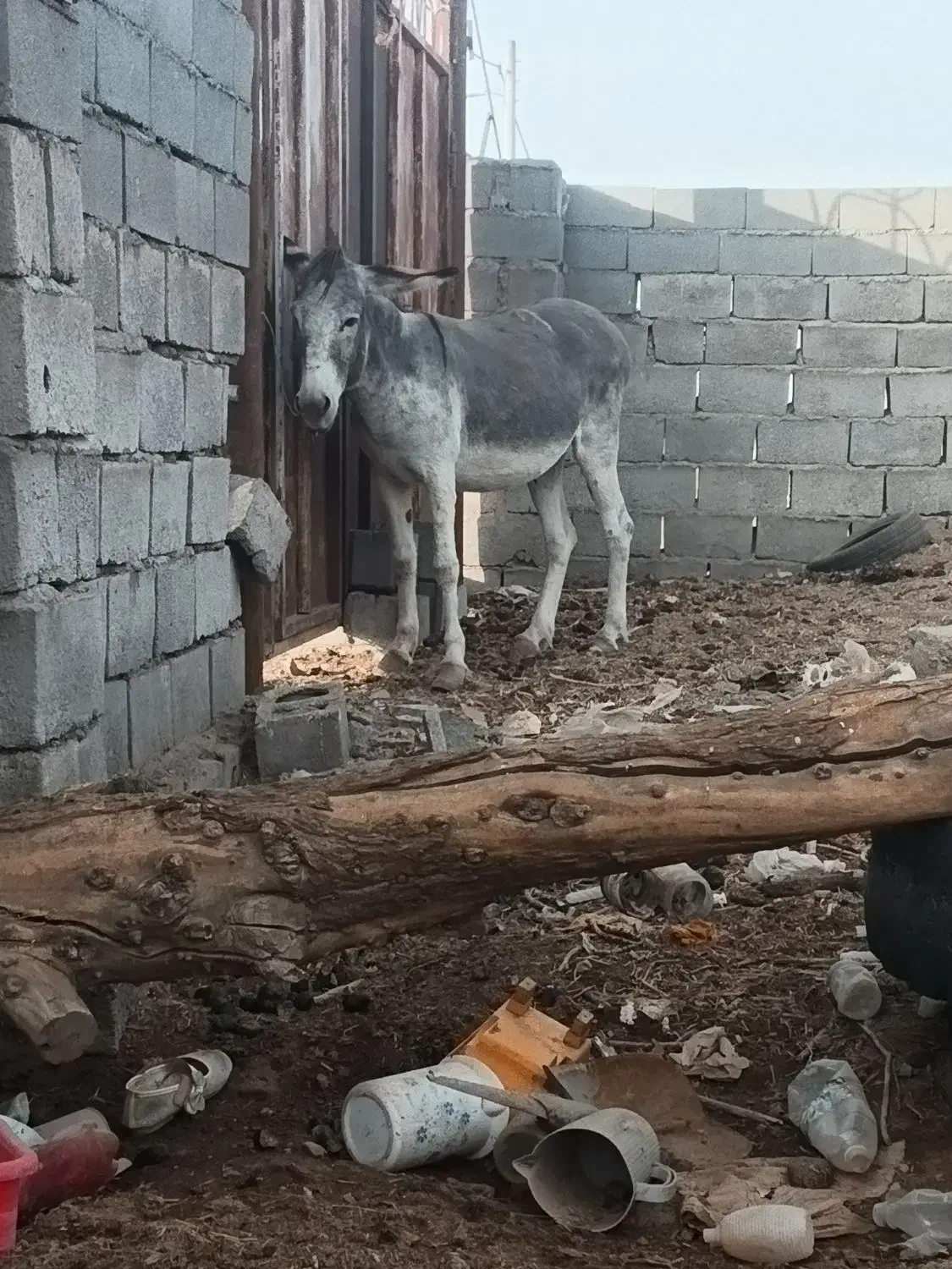 آخور.خر گله|حیوانات مزرعه|رفسنجان, |دیوار