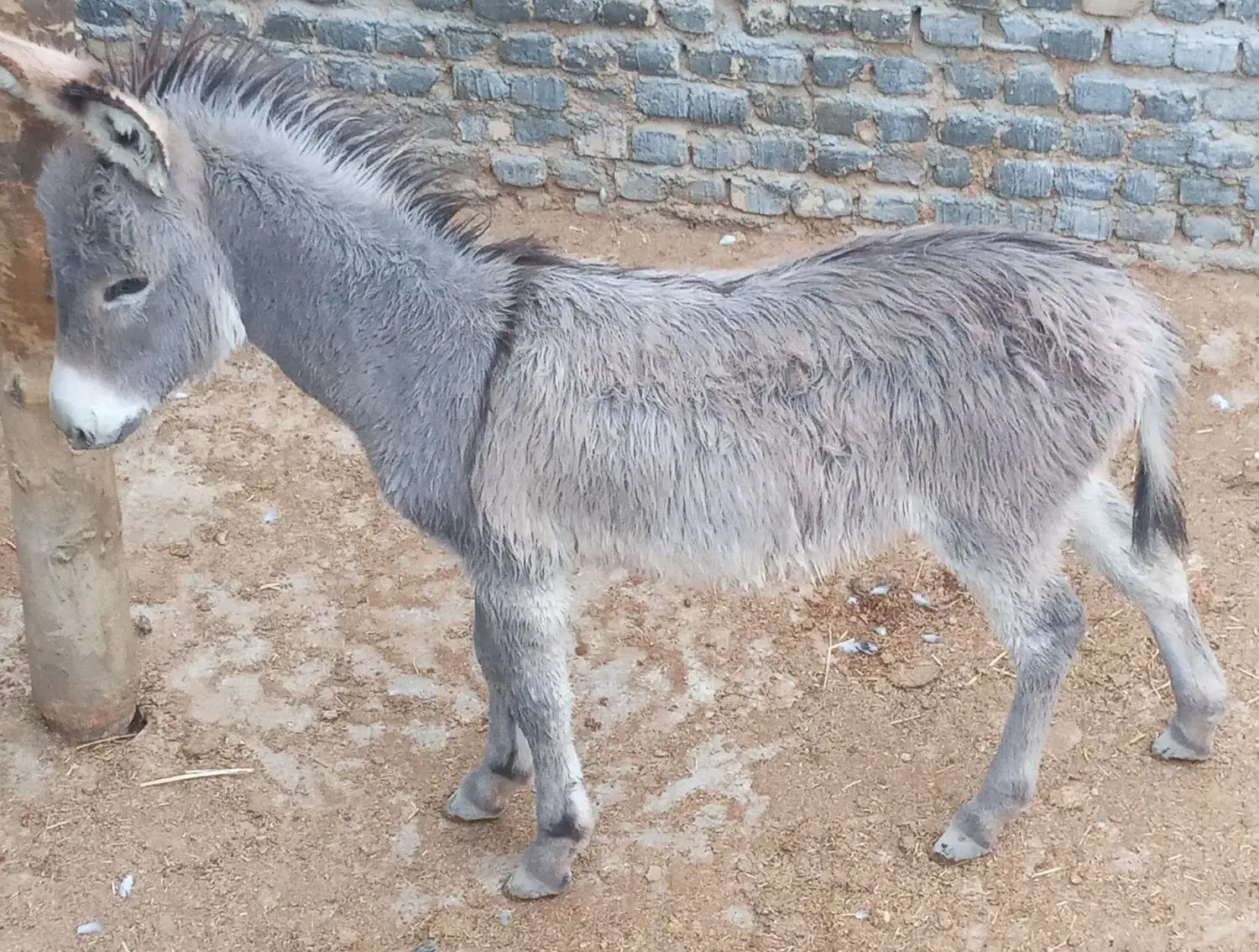 الاغ فروشی|حیوانات مزرعه|پاکدشت, پاکدشت (مامازند)|دیوار