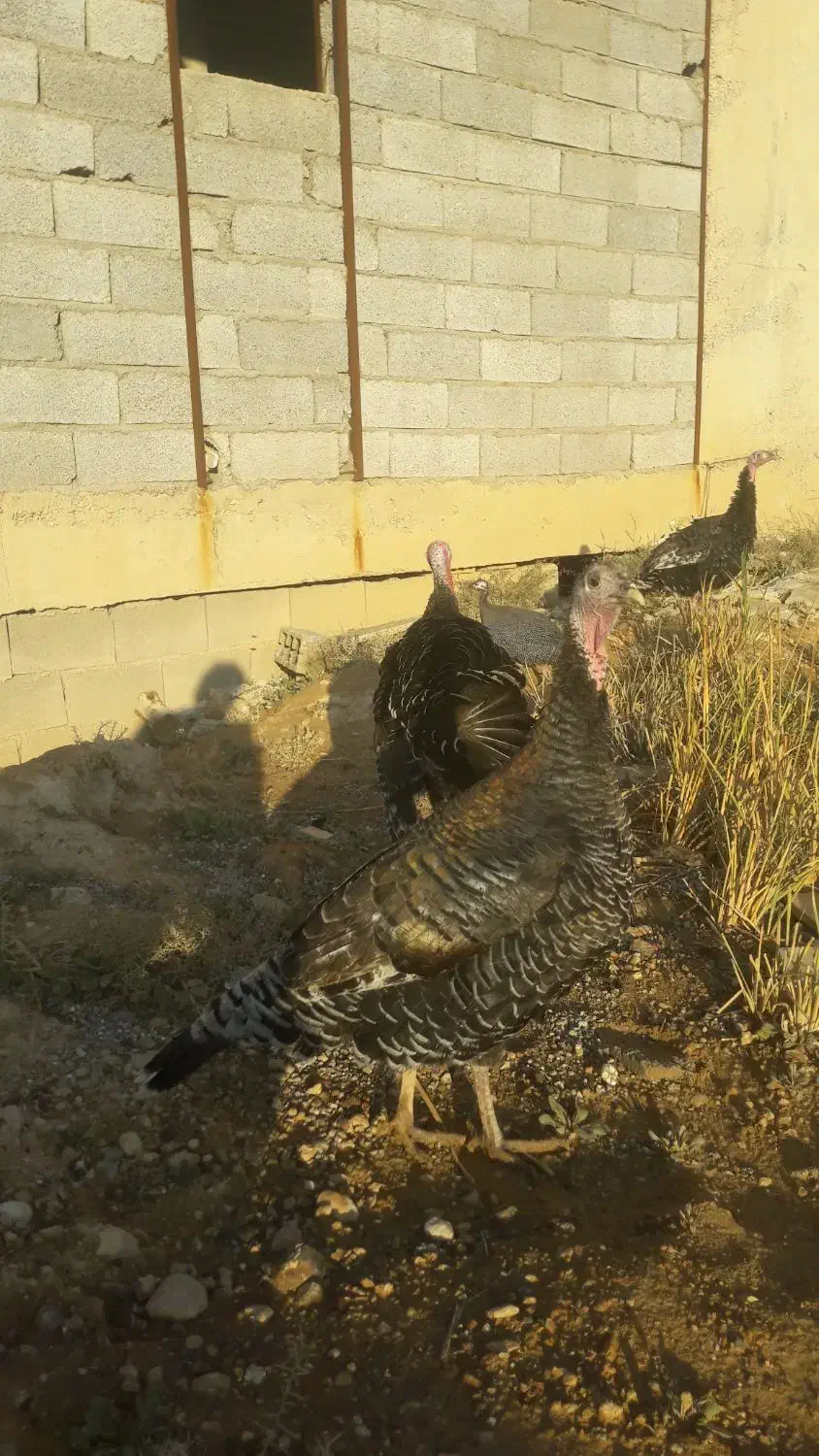 ۵عددبوقلمون محلی اصل|حیوانات مزرعه|شیراز, حجت آباد|دیوار