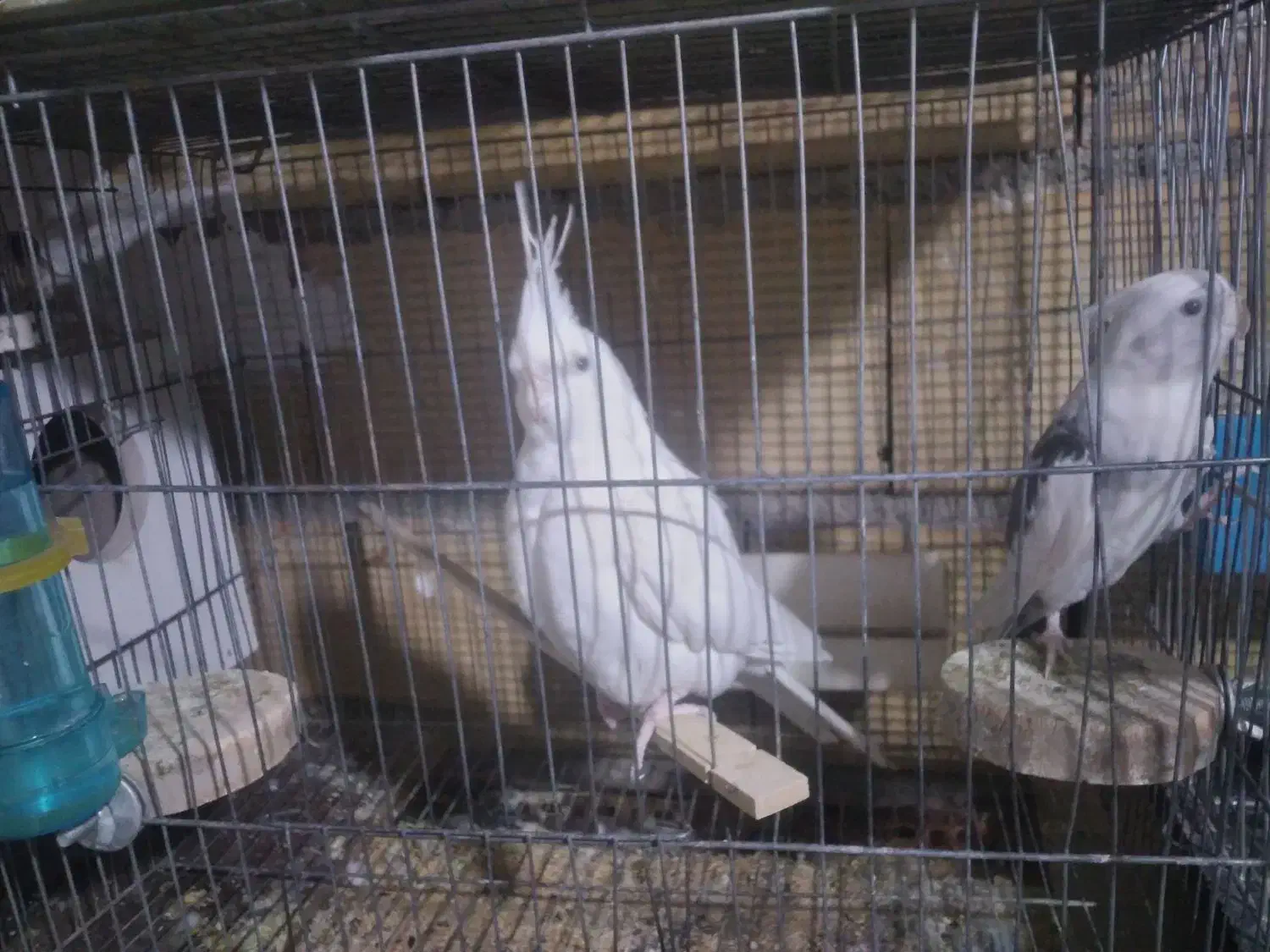 عروس هلندی آلبینو فروش و معاوضه|پرنده|کرج, خرمدشت|دیوار