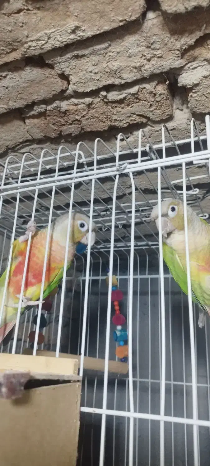 فروشی|پرنده|تیکمه داش, |دیوار