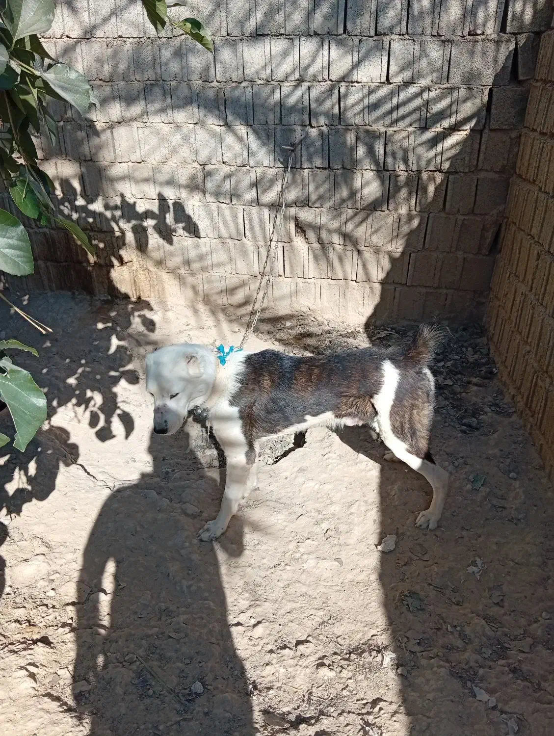 سگ البای روس|سگ|بوشهر, |دیوار