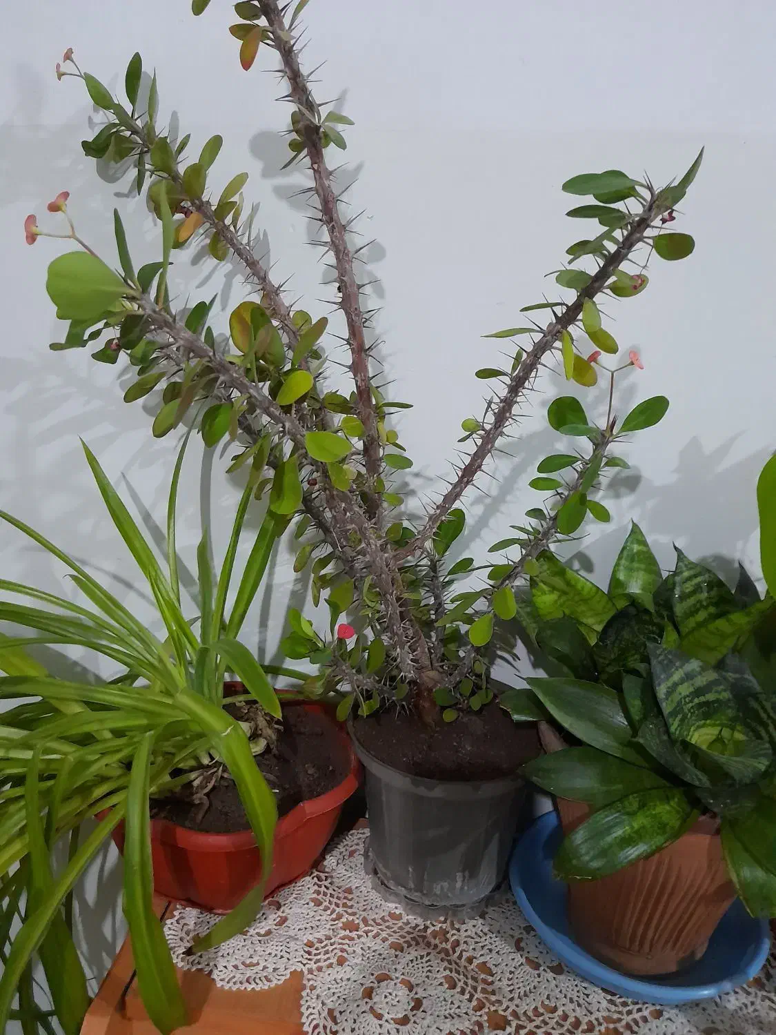 گل مرجان زیبا.|گل و گیاه طبیعی|زبرخان, |دیوار