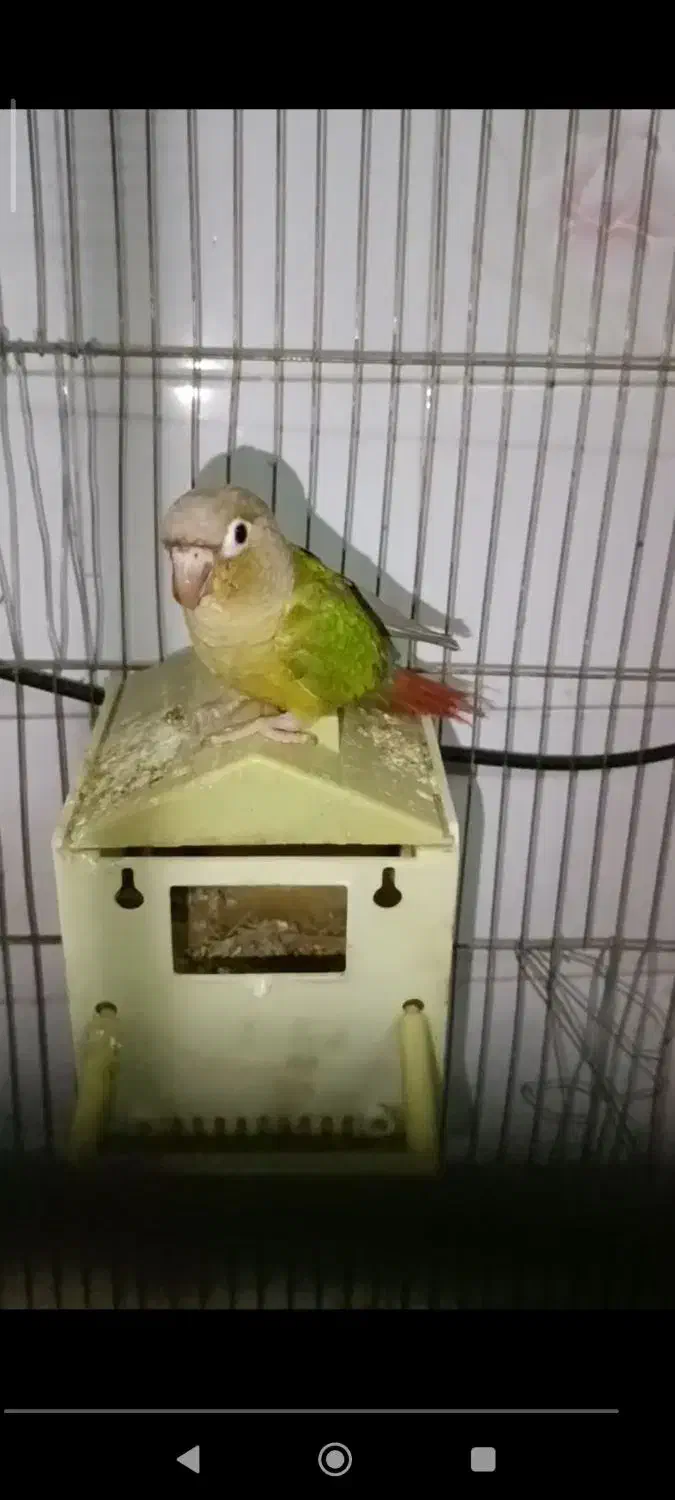 گمشده|حیوانات|طبس, |دیوار