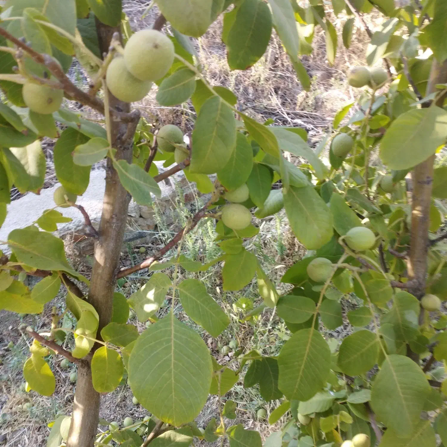گردو تکانی یاگردوزنی به صورت روزموزدی یاکنترات|خدمات باغبانی و درختکاری|سنندج, |دیوار