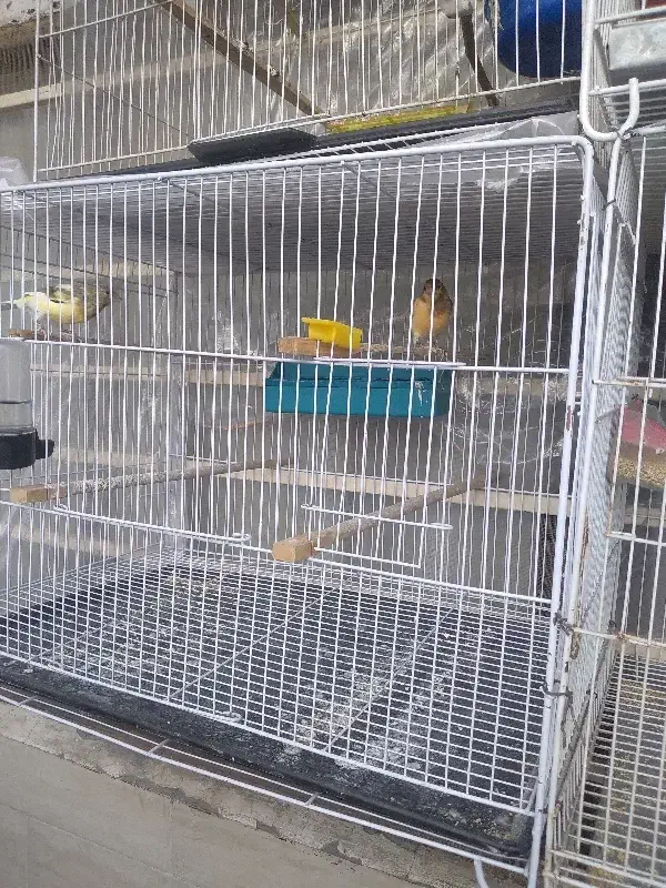 نیومده.جوون|پرنده|مشهد, کارگران|دیوار