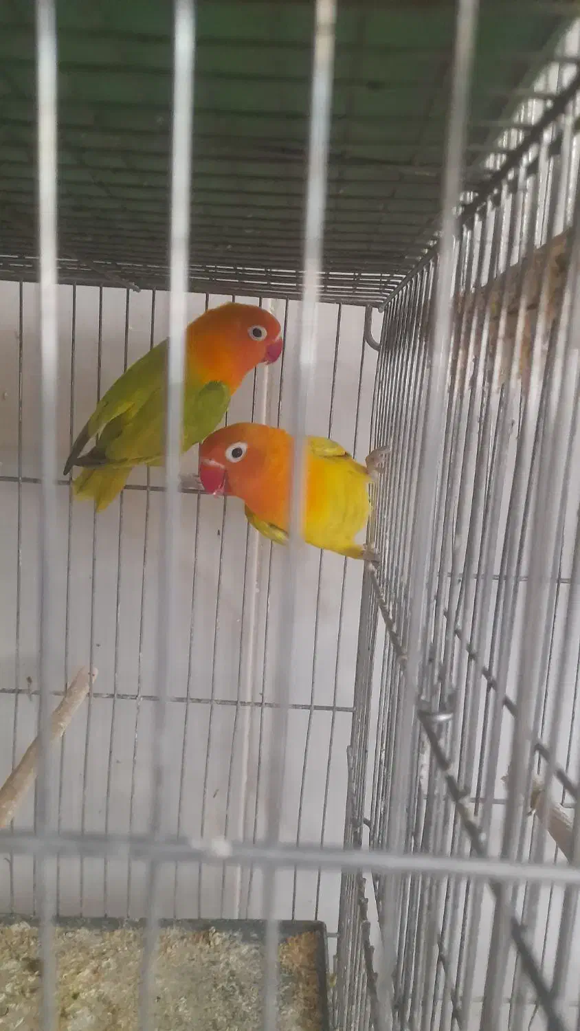 مولد عروس هلندی کو توله|پرنده|قم, علی آباد سعدگان|دیوار