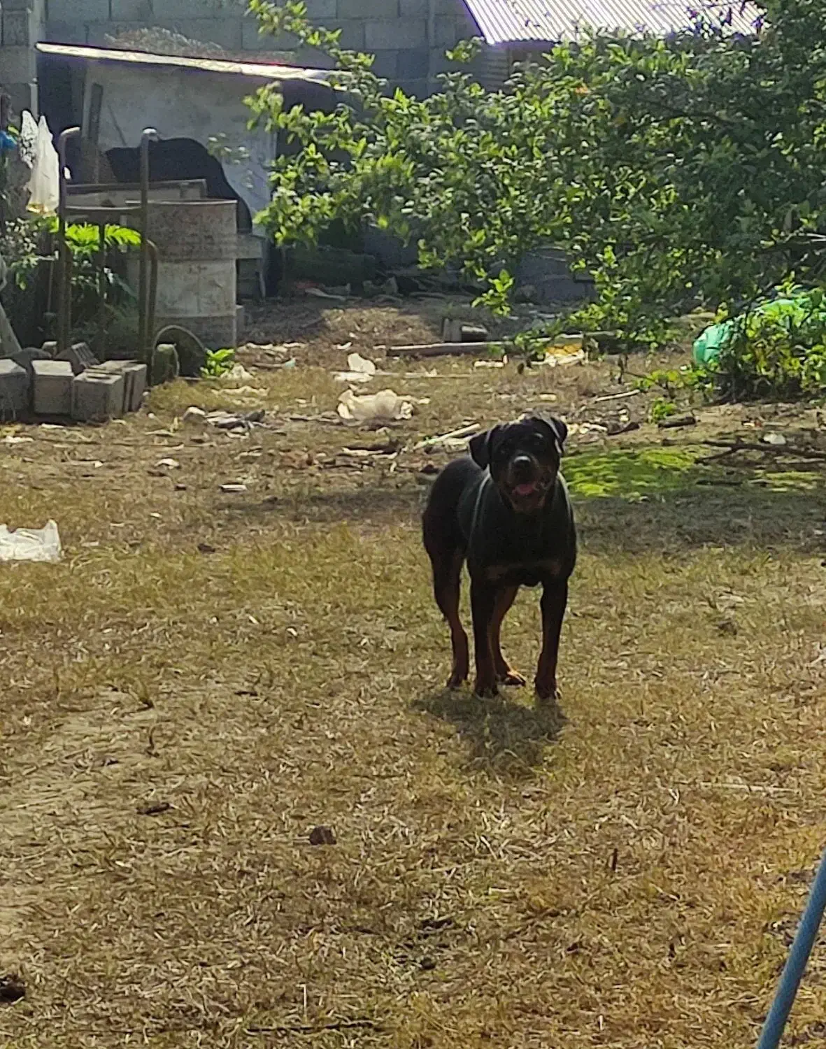 روتوایلر امریکایی|سگ|رشت, منظریه|دیوار