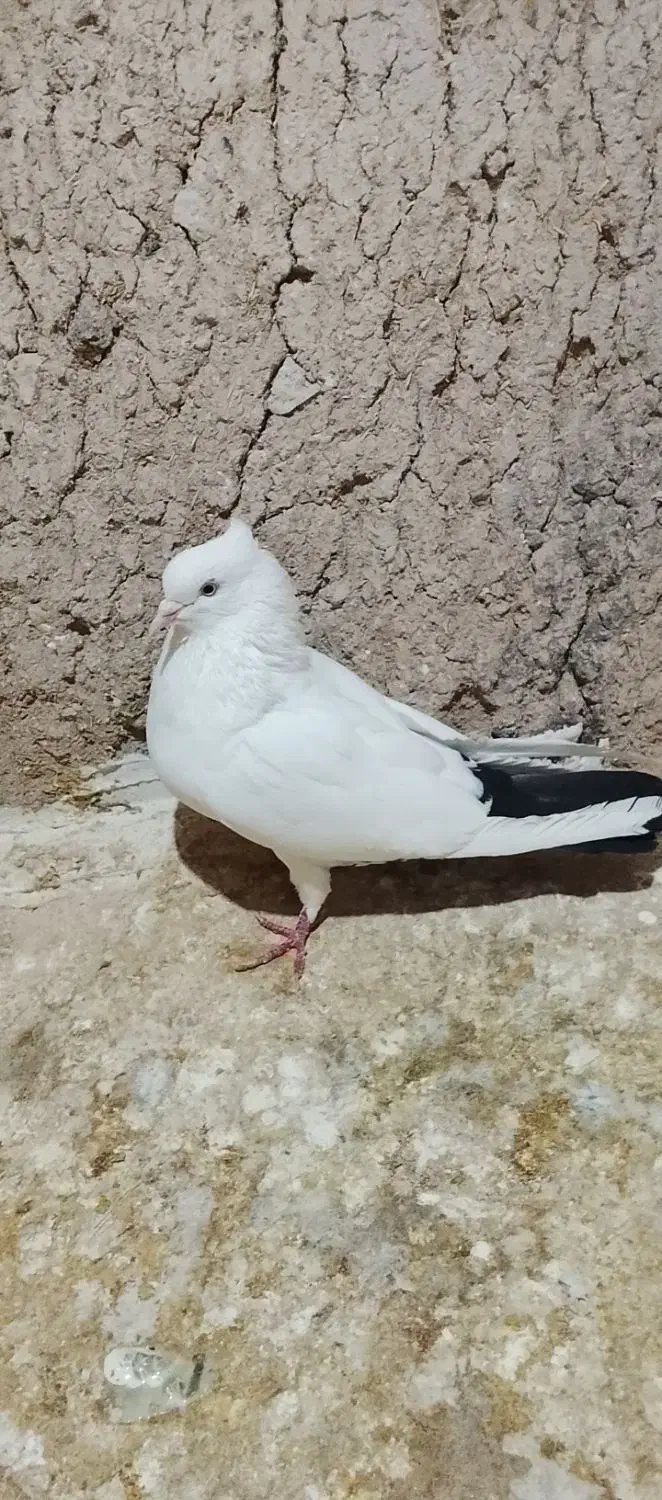 کفتر|پرنده|شیروان (خراسان), |دیوار