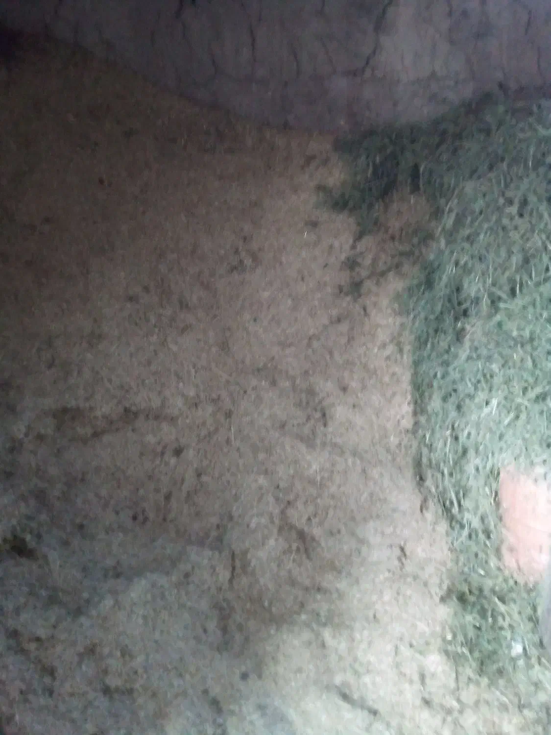 علوفه خرد شده وکاه|حیوانات مزرعه|صومای برادوست, |دیوار