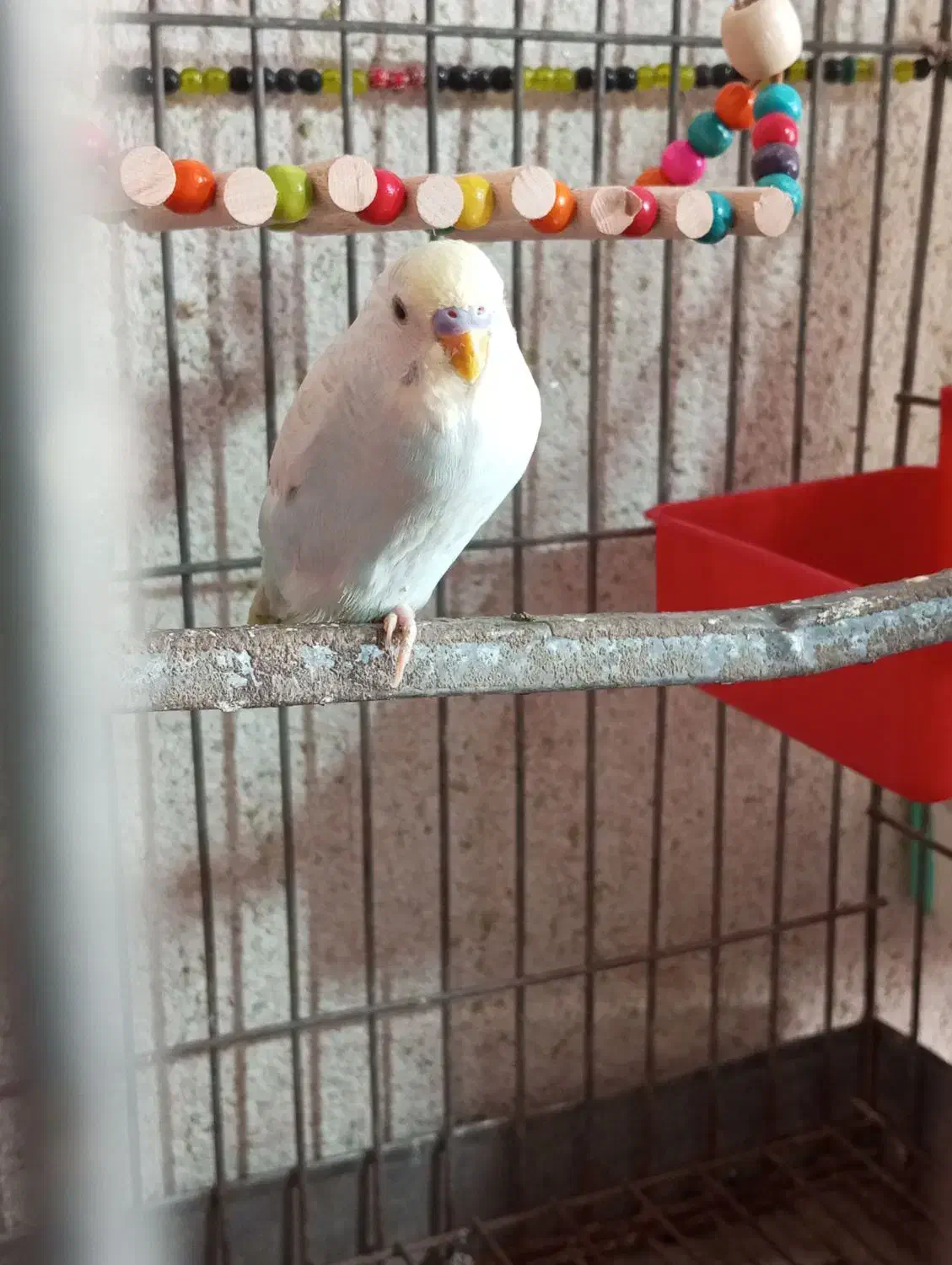 مرغ عشق رینبو|پرنده|میناب, |دیوار