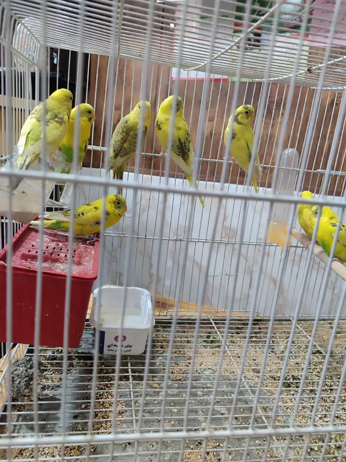 ۴ جفت مرغ عشق جوان نژاد دار|پرنده|داراب, |دیوار