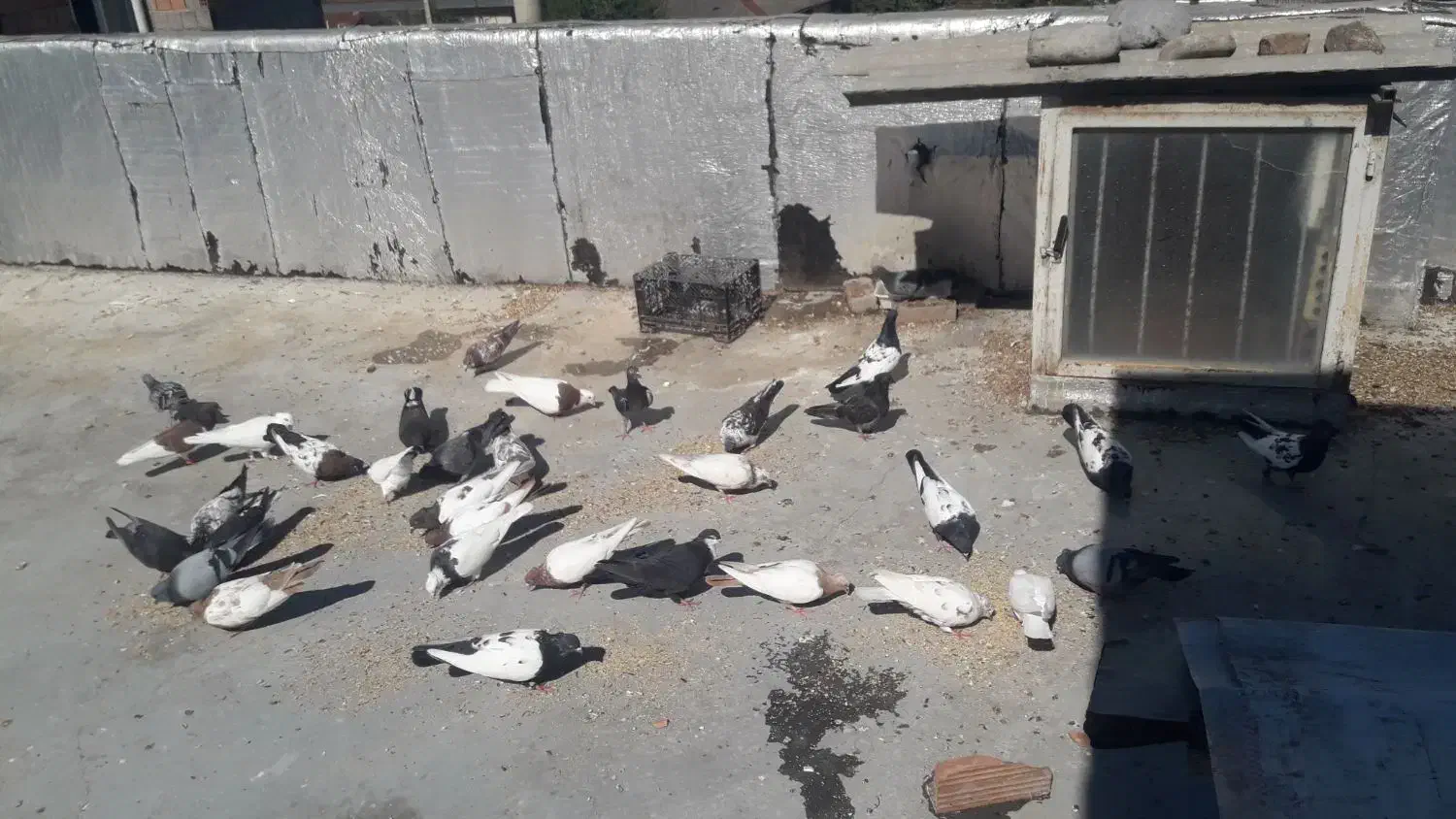 کبوترسینه ای تک پر ریش|پرنده|فاضل آباد, |دیوار