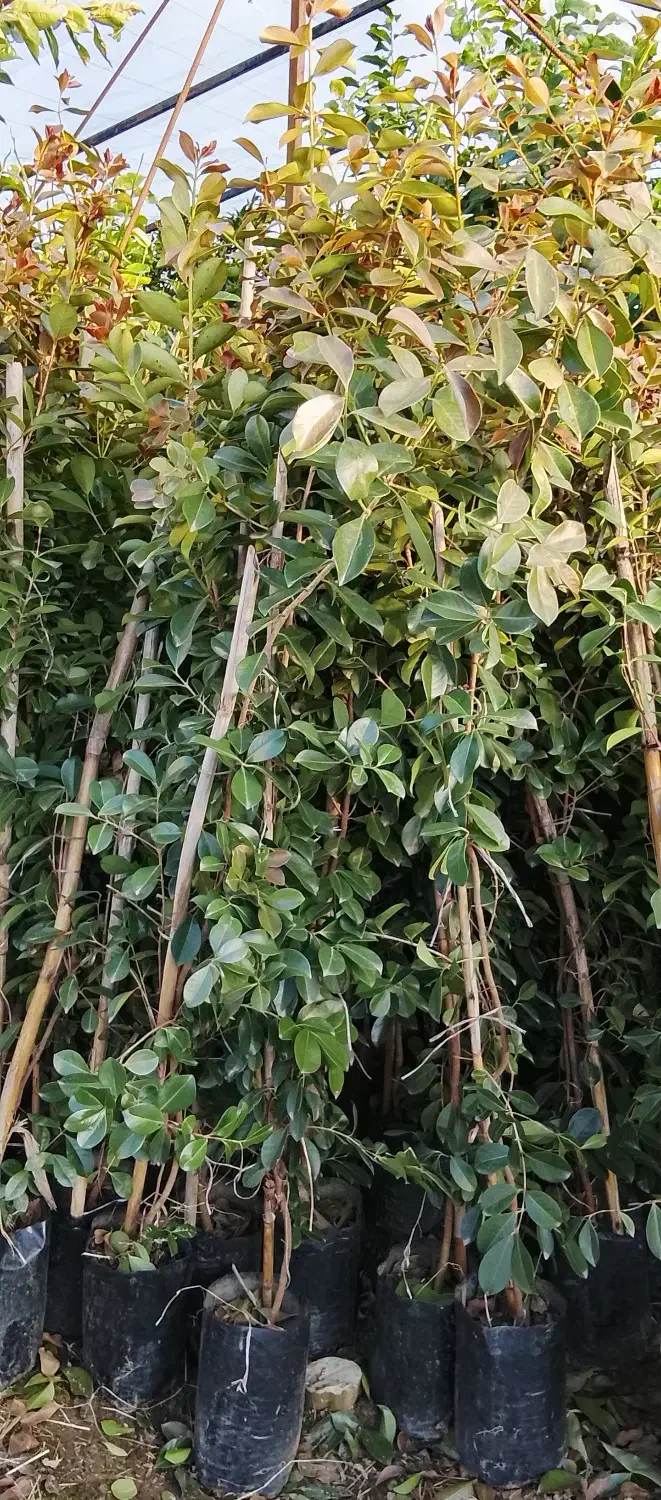 تولید نهال|خدمات باغبانی و درختکاری|رشت, لاکان|دیوار