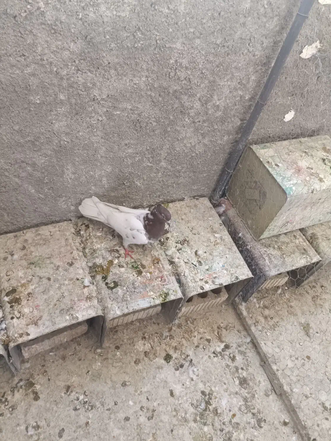 کفتر ماده کله ای|پرنده|دورود, |دیوار