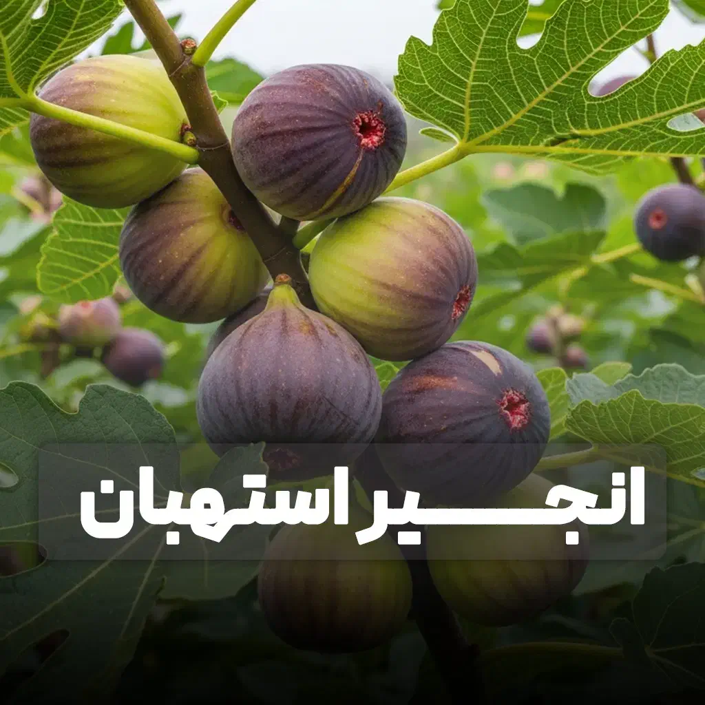 نهال انجیر با رشد سریع و محصول پایدار|خدمات باغبانی و درختکاری|رشت, خمیران زاهدان|دیوار