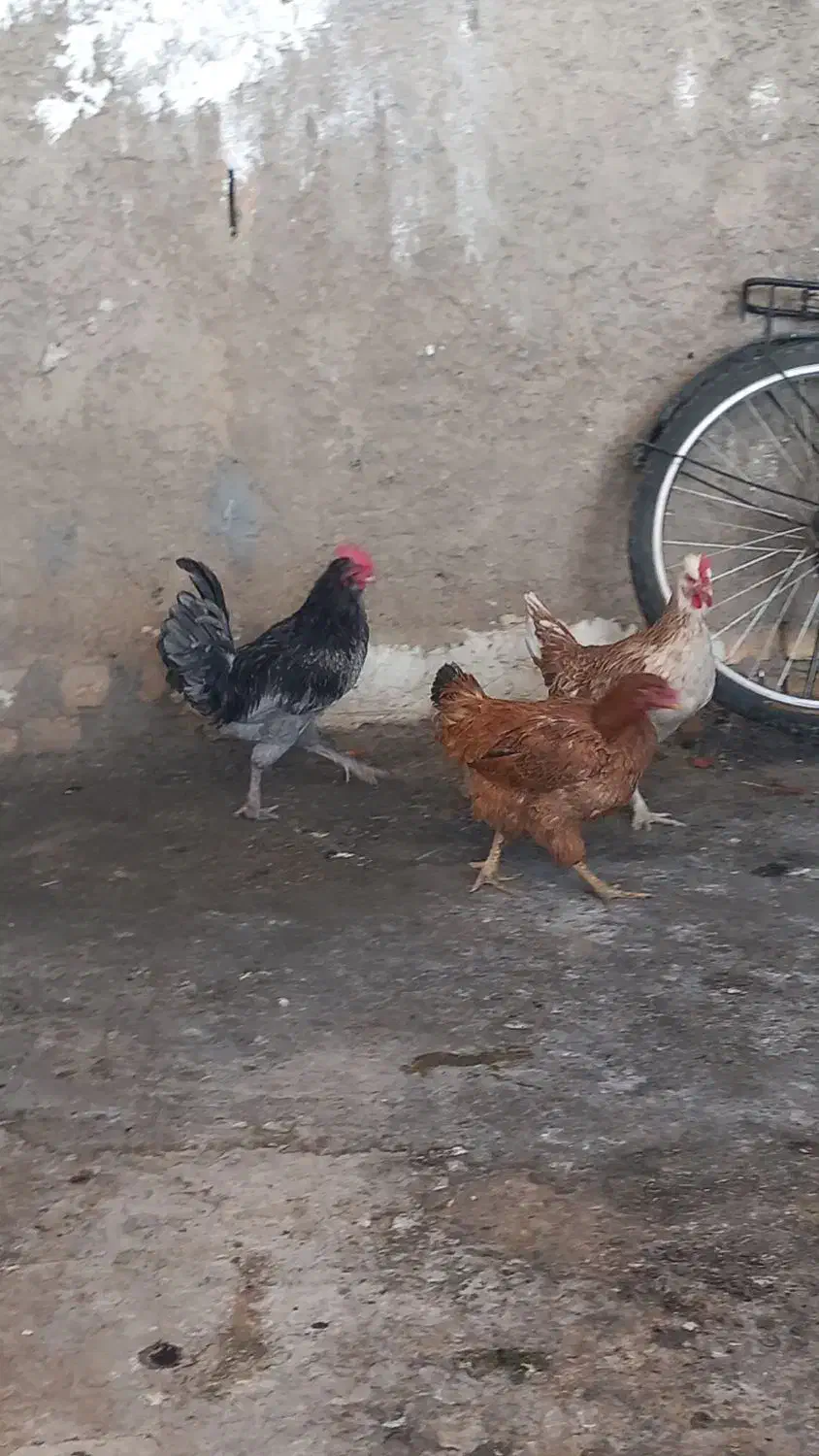 دو مرغ و یک خروس همگی جوان|حیوانات مزرعه|نجفآباد, یزدانشهر|دیوار
