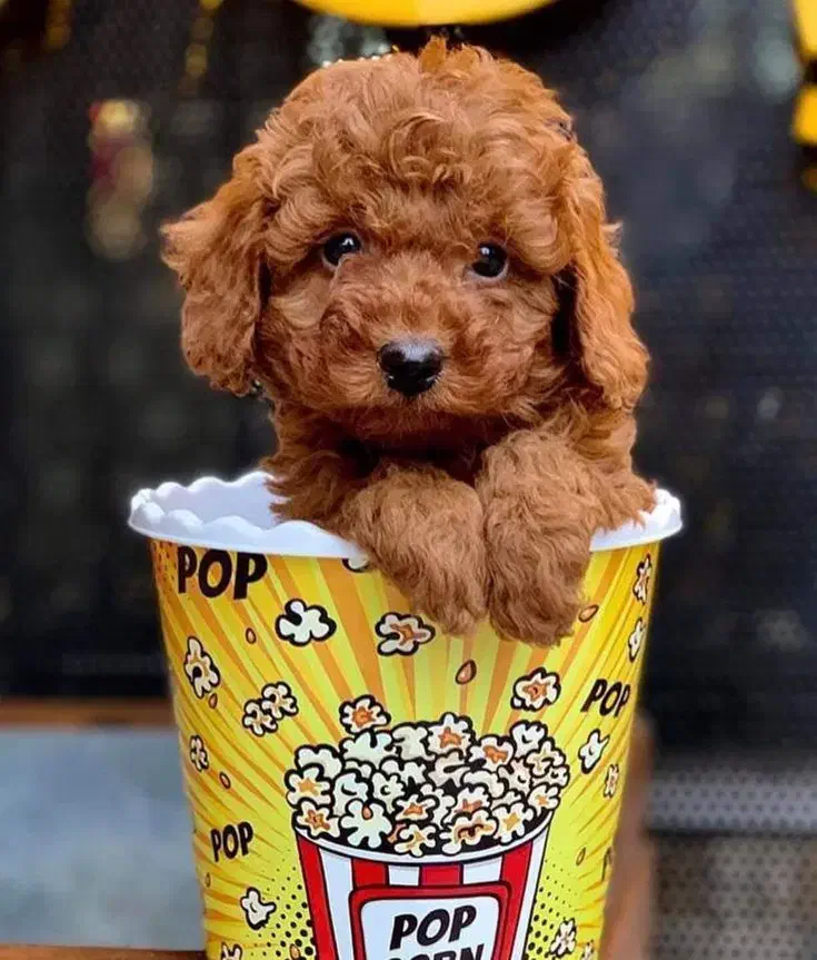 توی پودل / ردلایت / درجه کیفی+A|سگ|تهران, تهرانسر مرکزی|دیوار