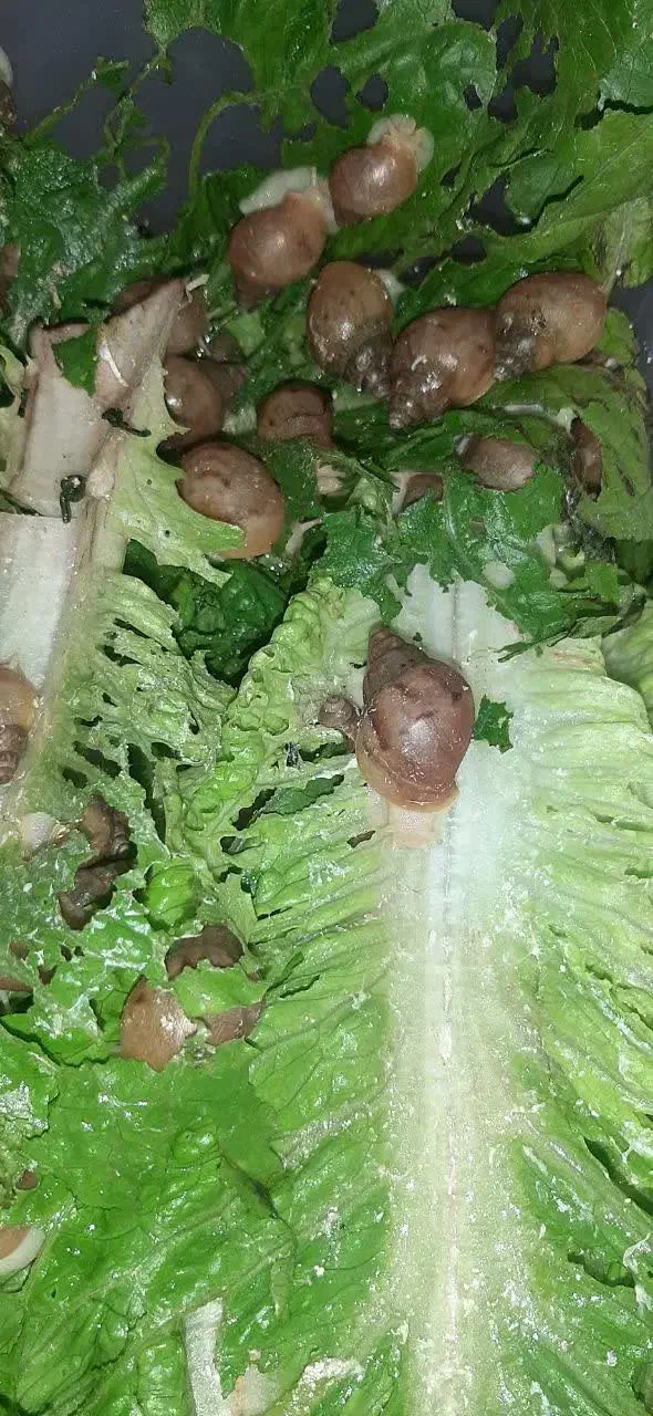 حلزون|خزنده|تهران, هوانیروز|دیوار