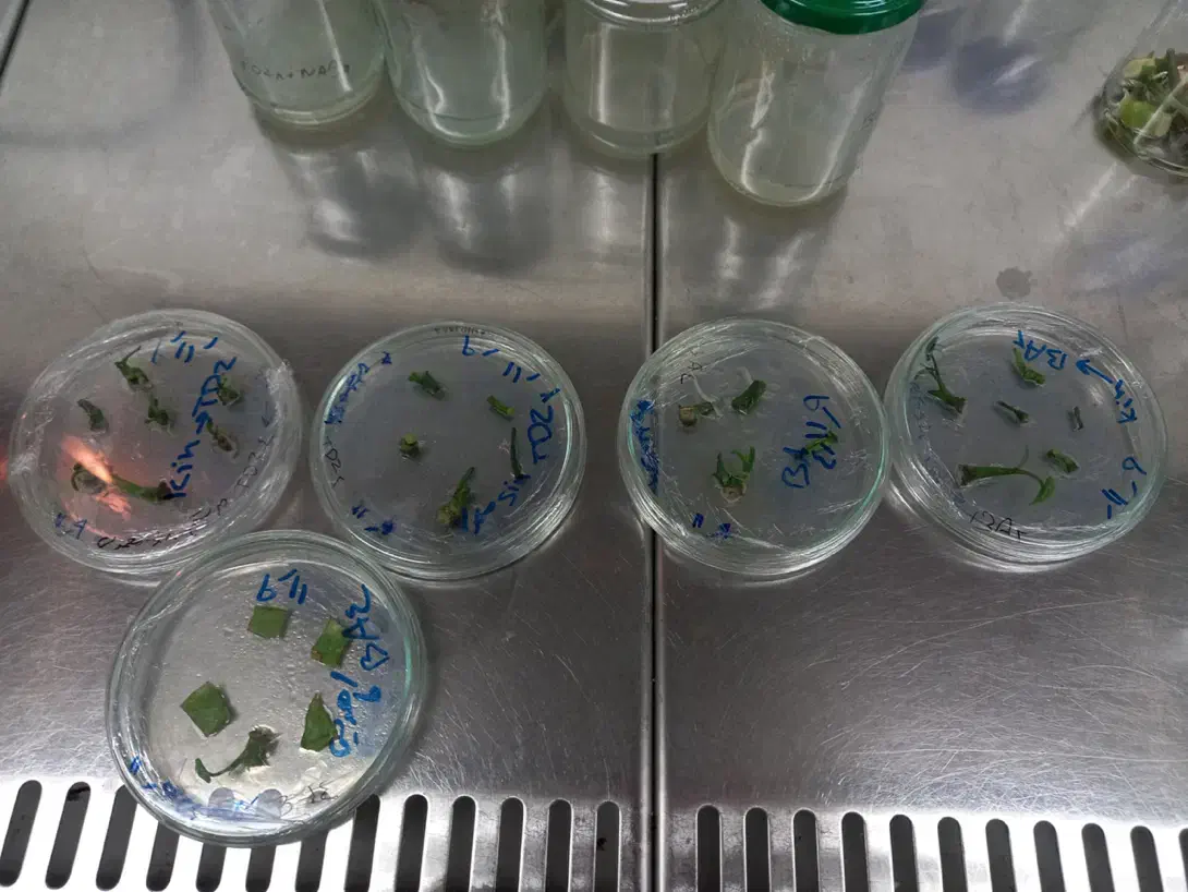 درخواست همکاری در زمینه کشت بافت گیاهی (اراک)|خدمات باغبانی و درختکاری|اراک, |دیوار