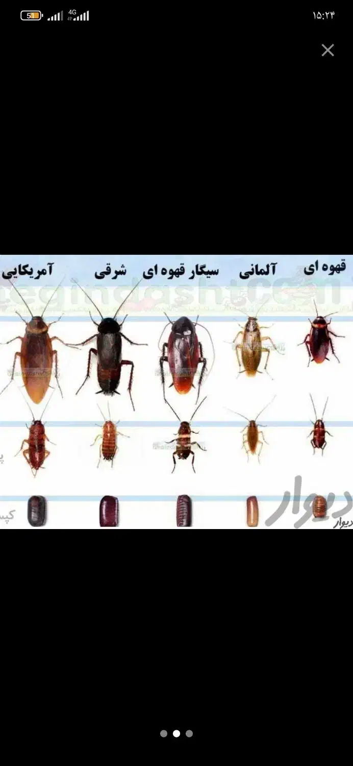 سمپاشی ساس سم پاشی سوسک وحشرات منزل واماکن|خدمات نظافت|نسیم‌شهر, |دیوار