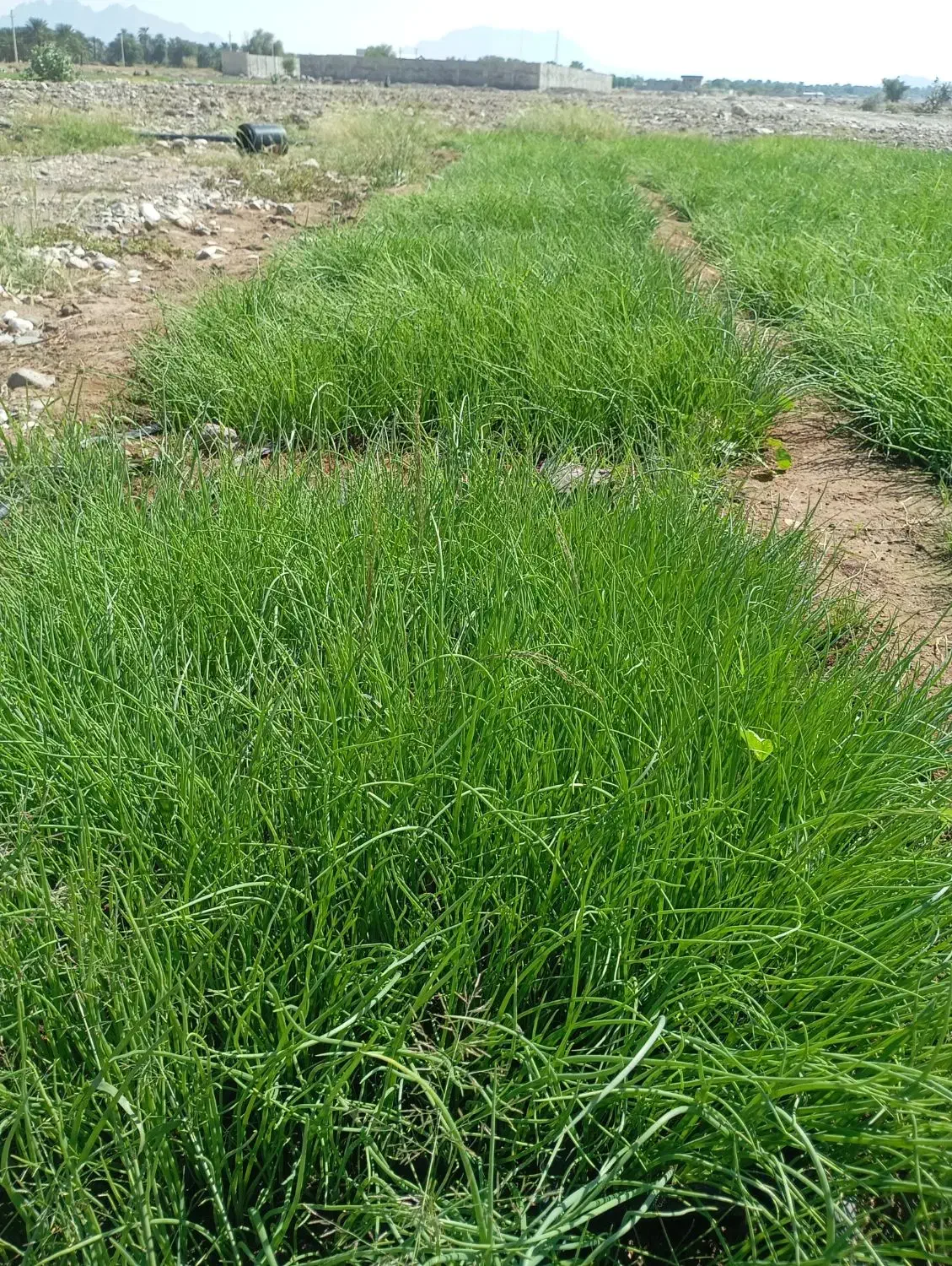 فروش پیاز در منطقه سرگز احمدی|خدمات باغبانی و درختکاری|احمدی, |دیوار