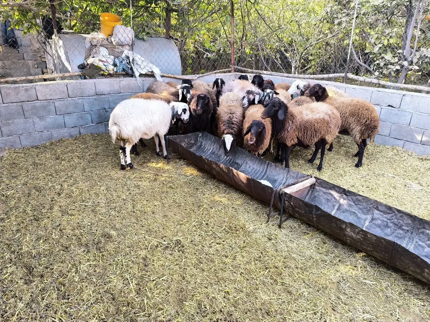 میش  بره بزغاله|حیوانات مزرعه|مبارکه, |دیوار