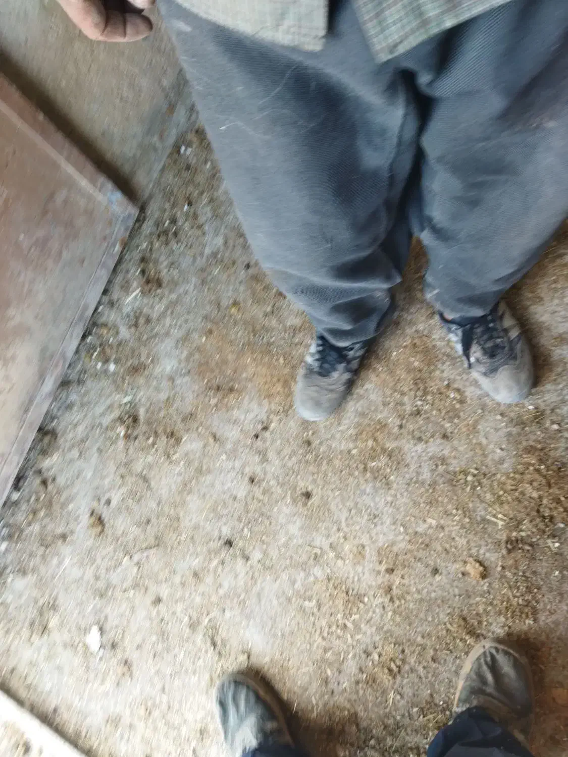 گمشده|حیوانات|قیدار, |دیوار