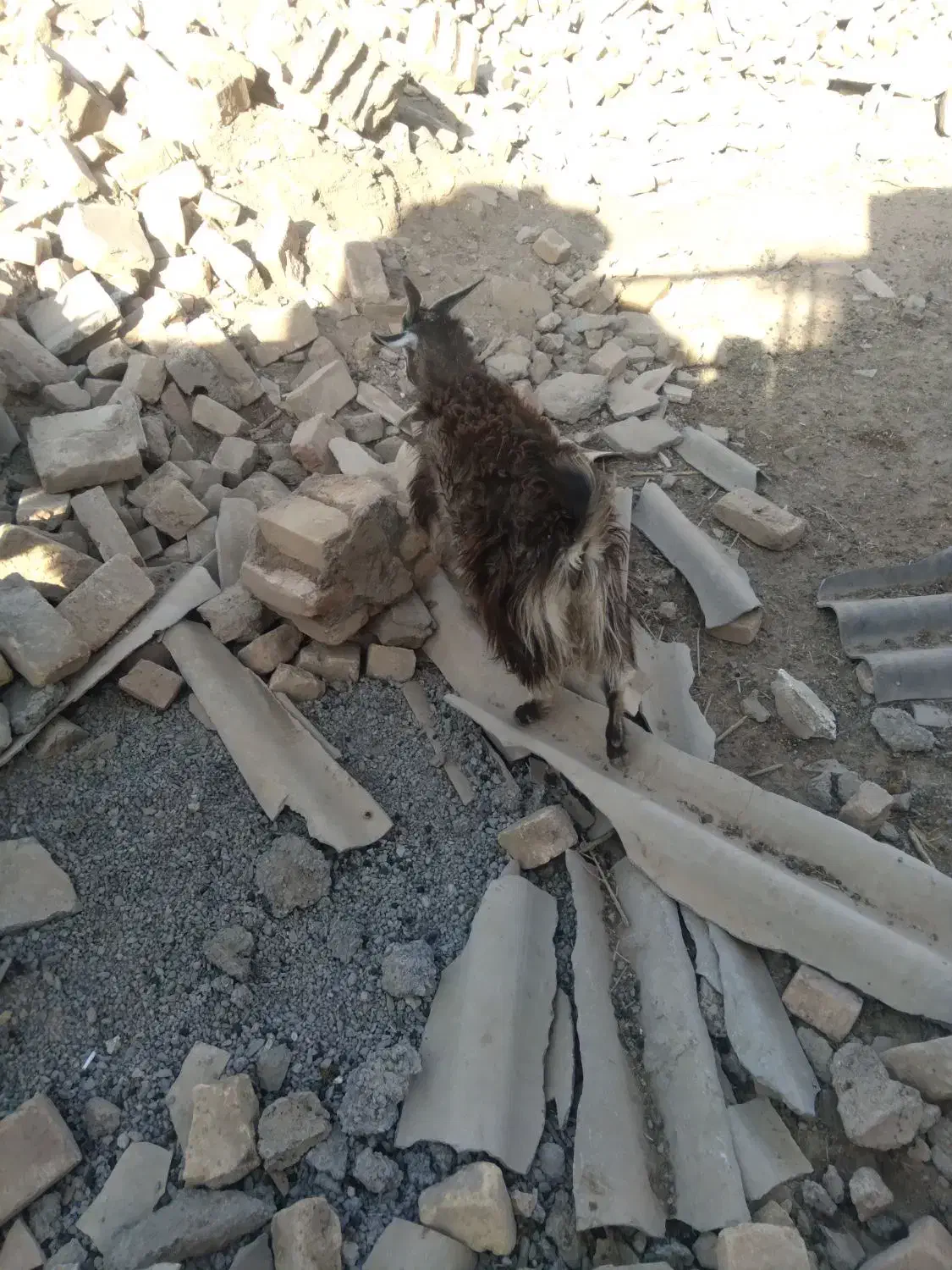 یک عدد کولار ۲ ساله و یه بزغاله نر|حیوانات مزرعه|آران و بیدگل, |دیوار