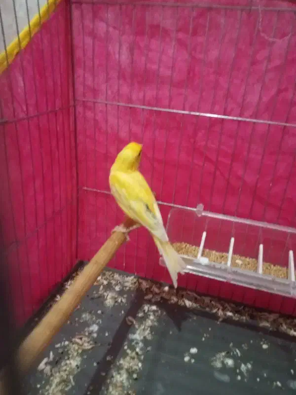 قناری زرد جوانه|پرنده|خاش, |دیوار