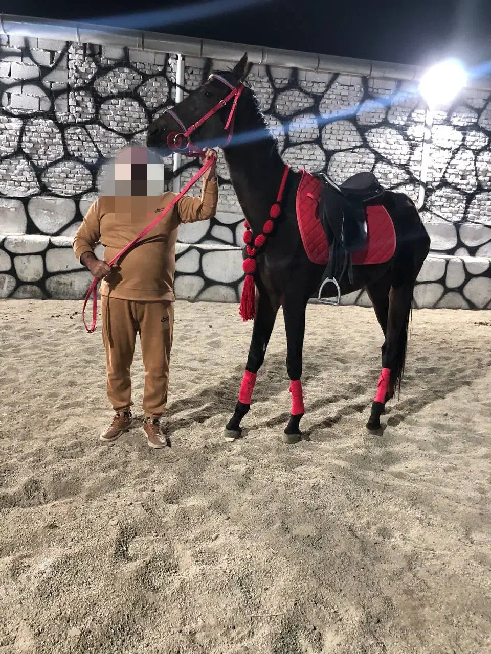 اسب ورزشی|اسب و تجهیزات اسب‌سواری|باقرشهر, |دیوار