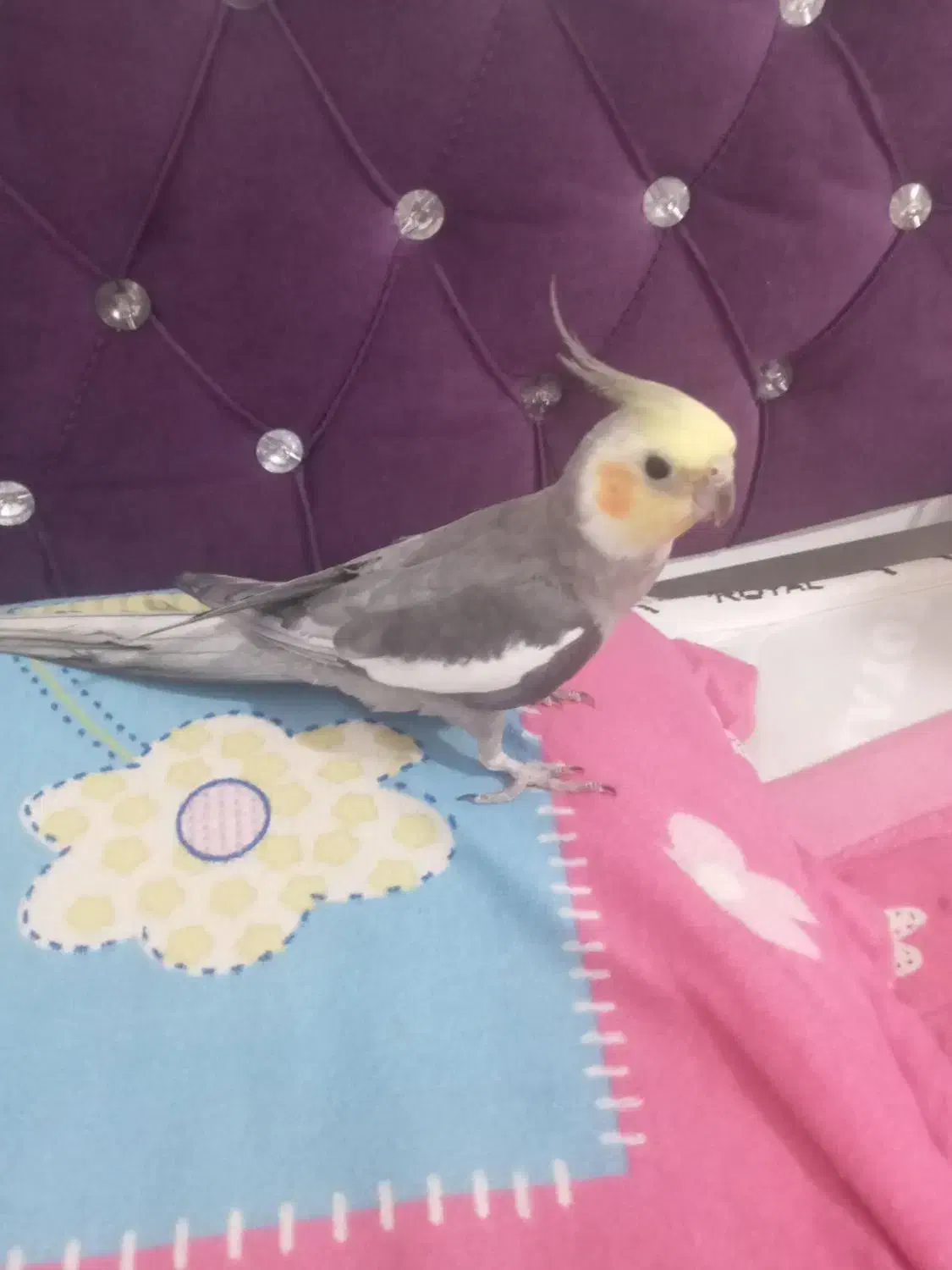 پرنده|پرنده|یاسوج, |دیوار