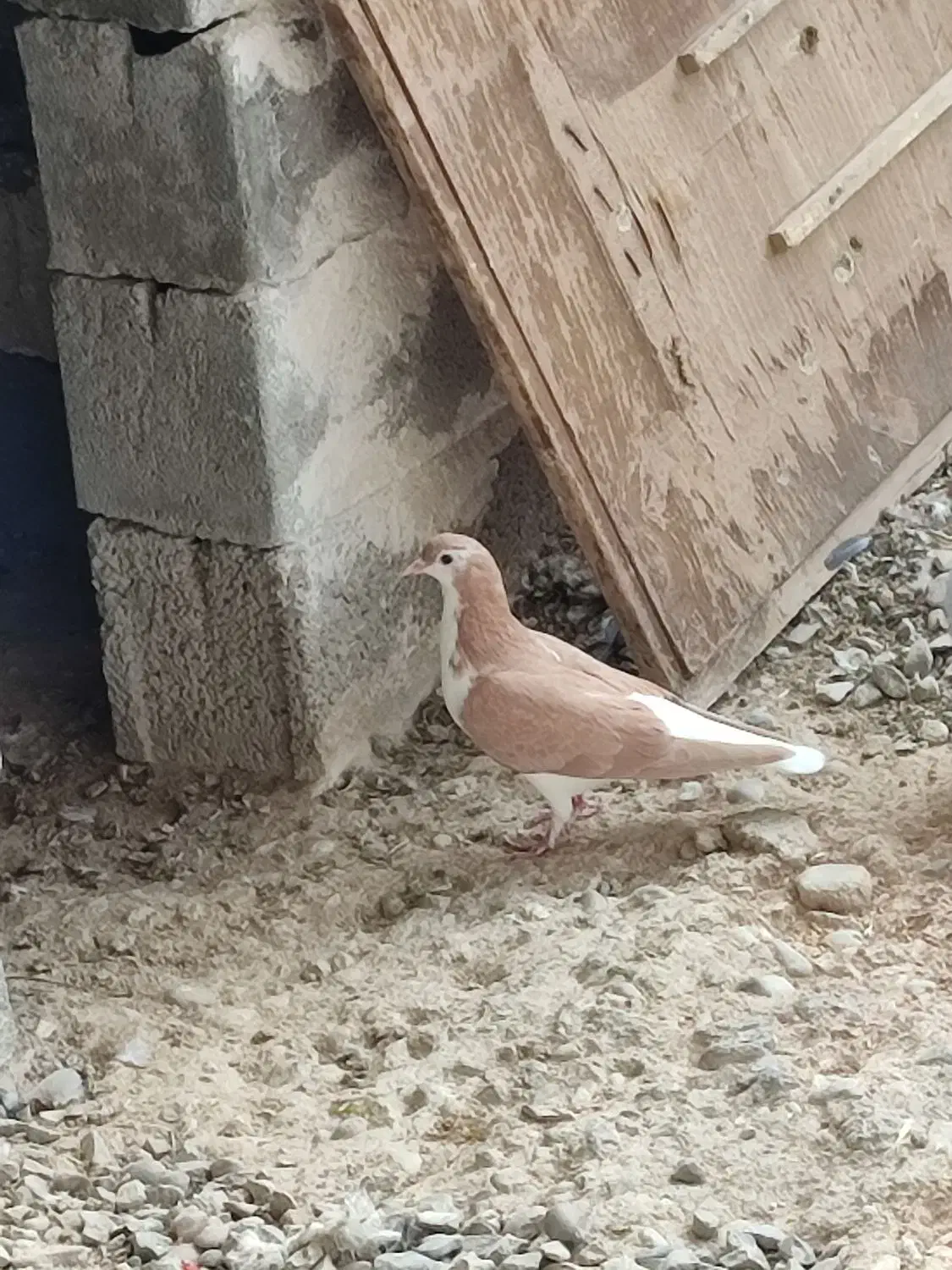 کبوتر|پرنده|بهبهان, |دیوار