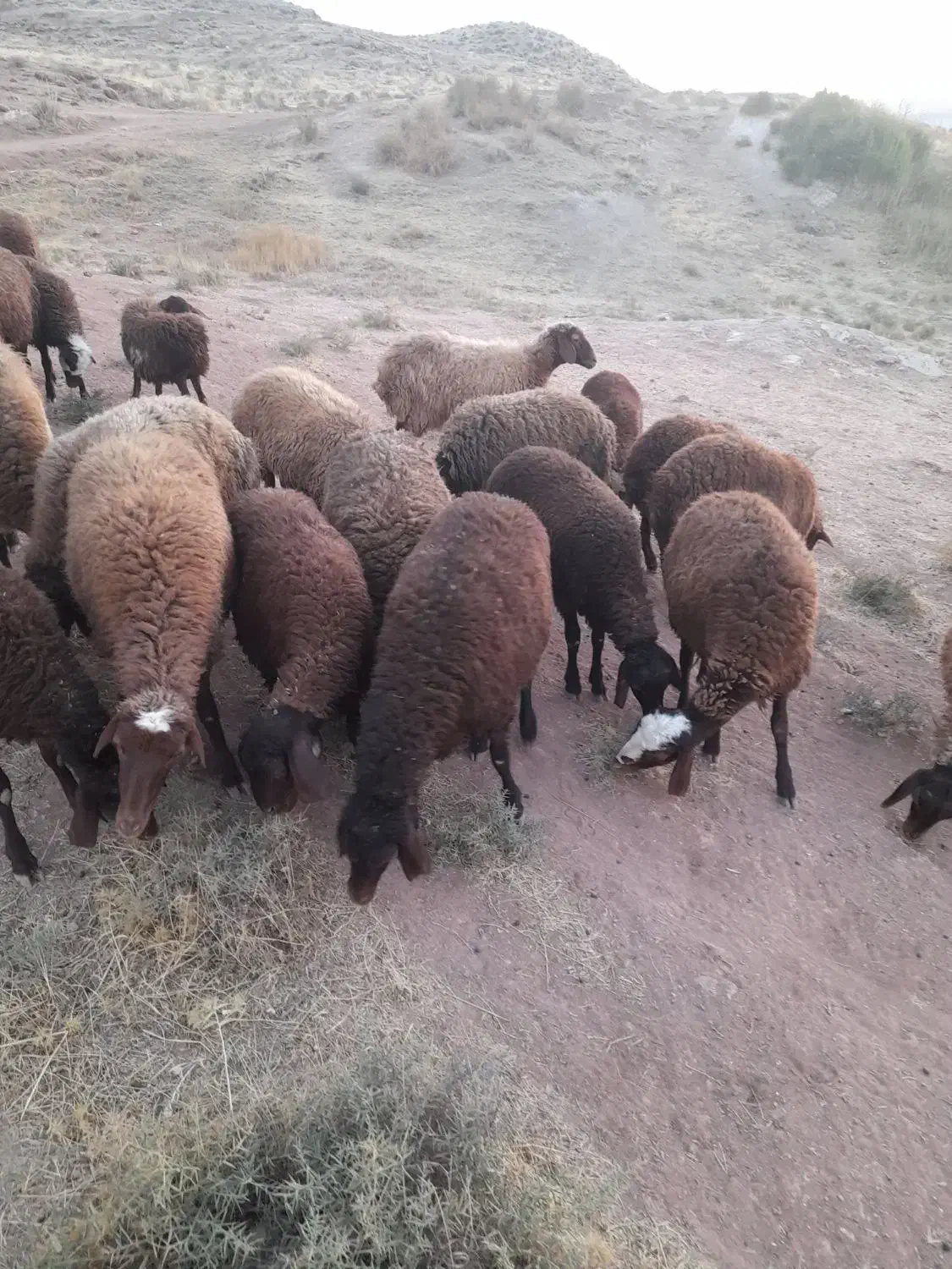 ۳۸تا بره در حد شیشک|حیوانات مزرعه|کوهدشت, |دیوار