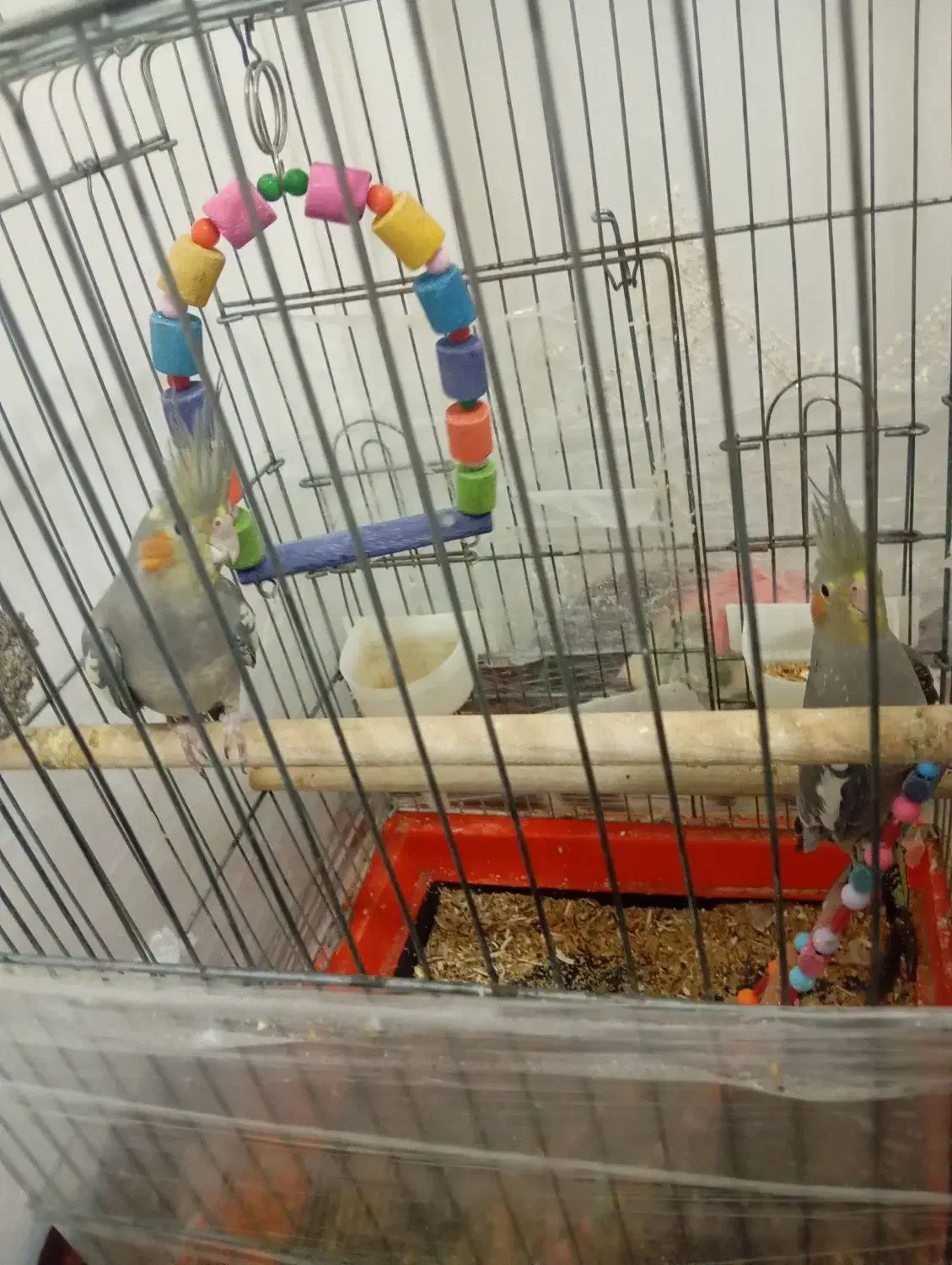 عروس هلندی|پرنده|کبودرآهنگ, |دیوار