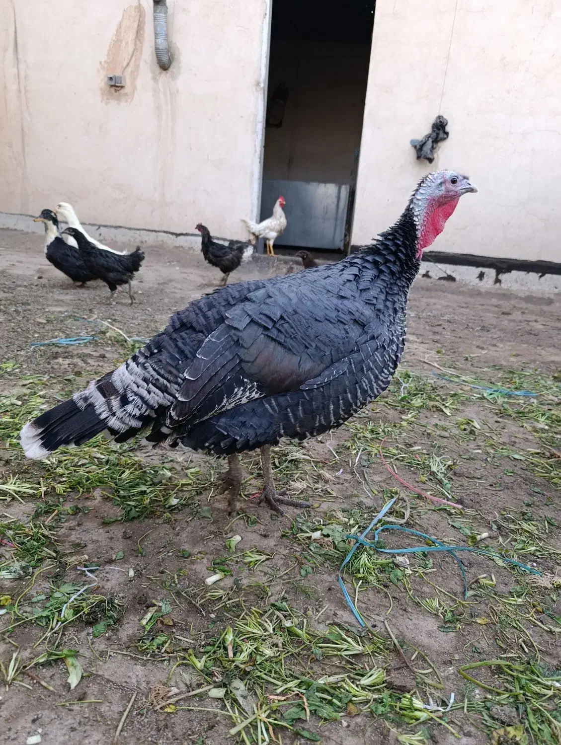 بوقلمون ماده سنگین وزن.|حیوانات مزرعه|کرج, خرمدشت|دیوار