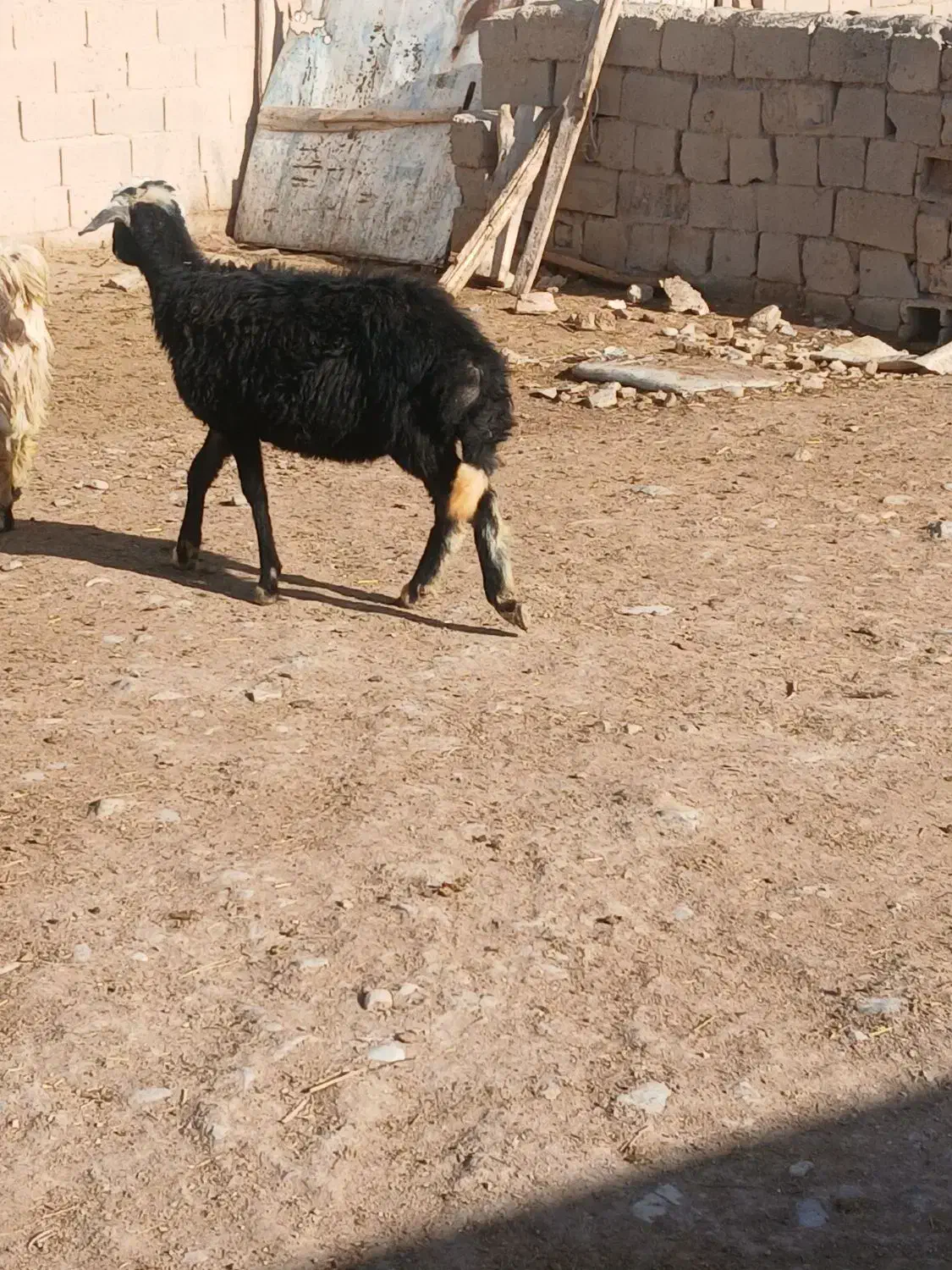 بره ماده|حیوانات مزرعه|باروق, |دیوار