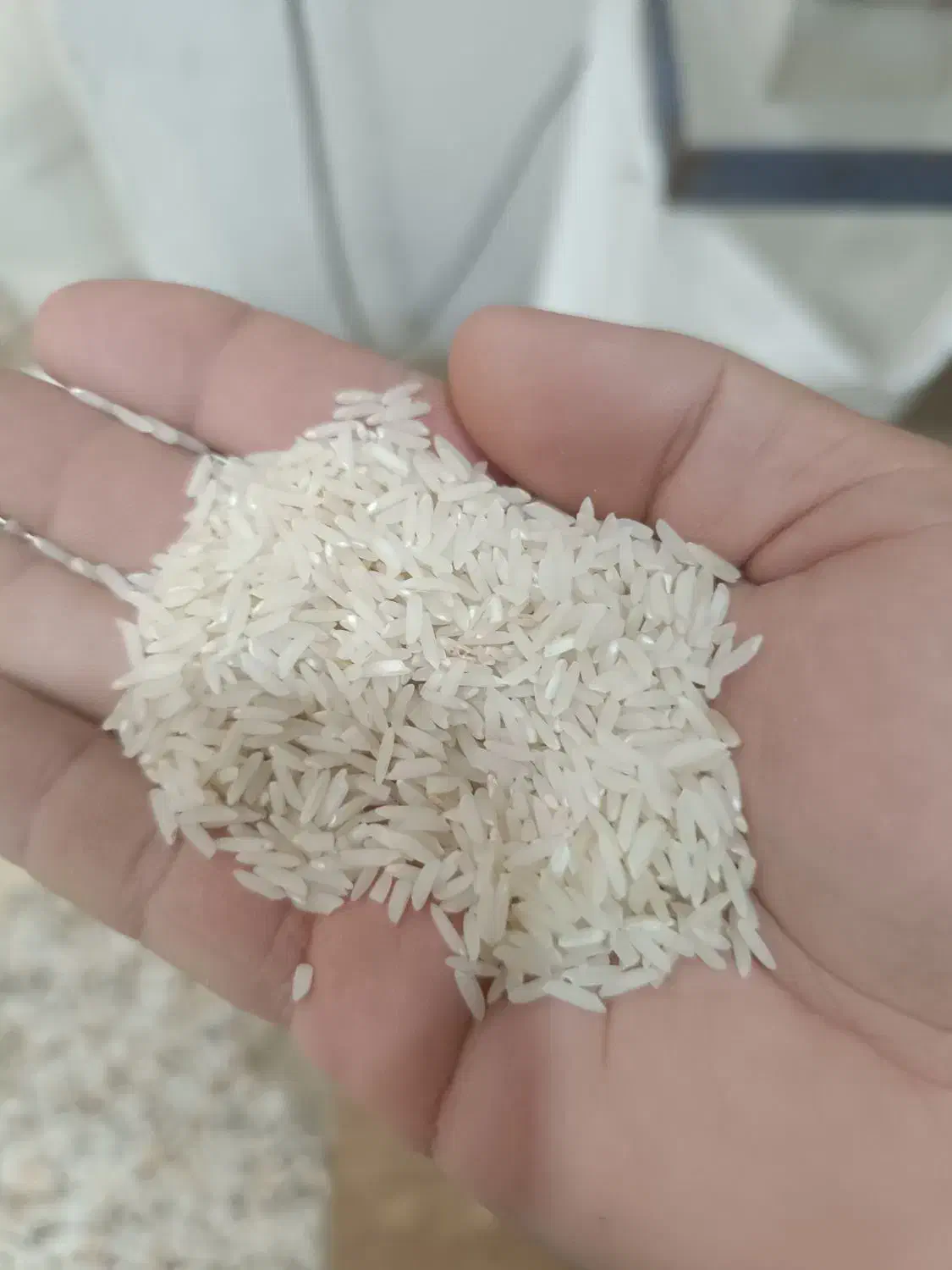 فروش برنج طارم هاشمی|خوردنی و آشامیدنی|قائم‌شهر, |دیوار