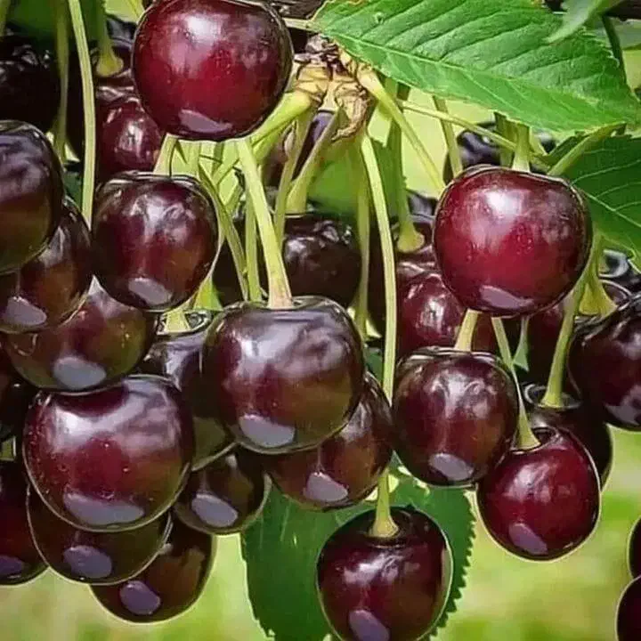 بزرگترین نهالستان کشور با مجوز جهاد کشاورزی|خدمات باغبانی و درختکاری|کرمان, |دیوار