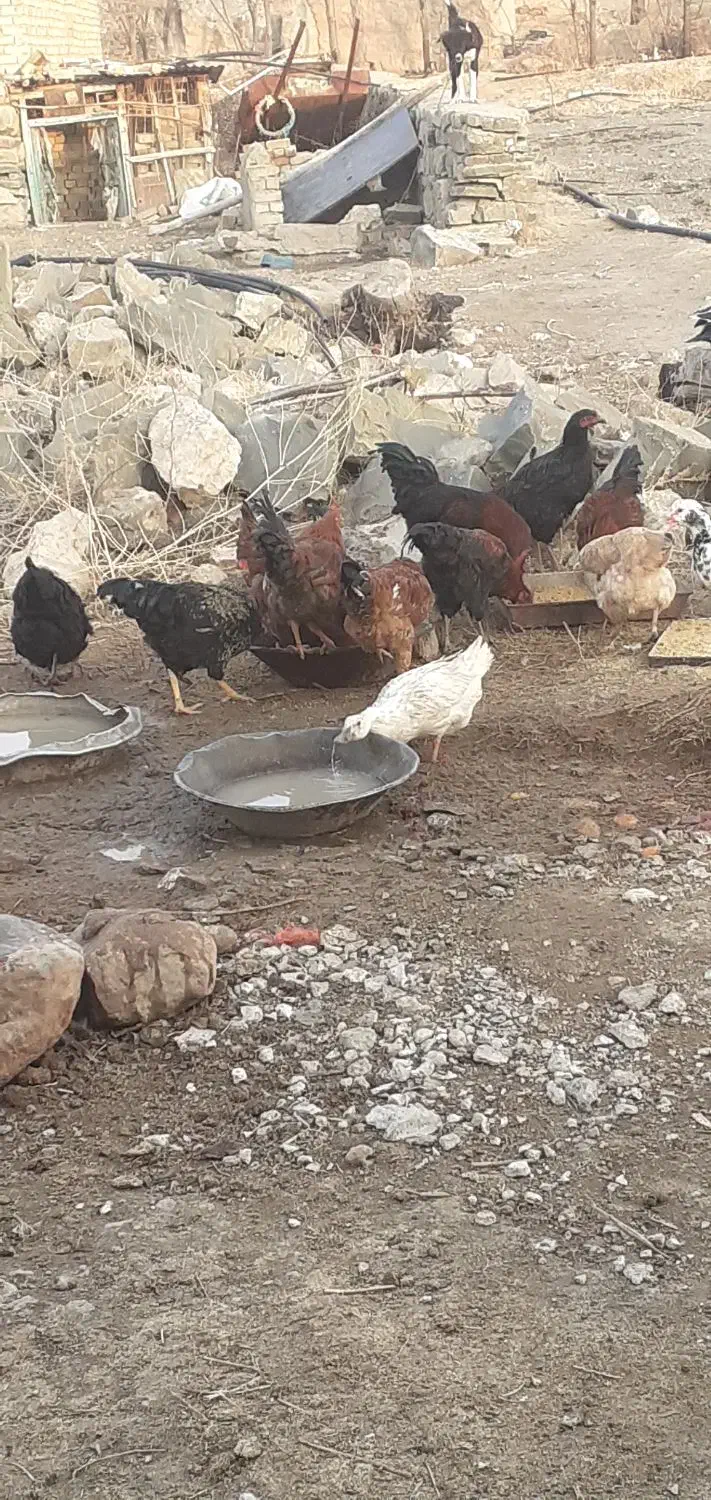 ۵۰۰|پرنده|بزینه رود, |دیوار