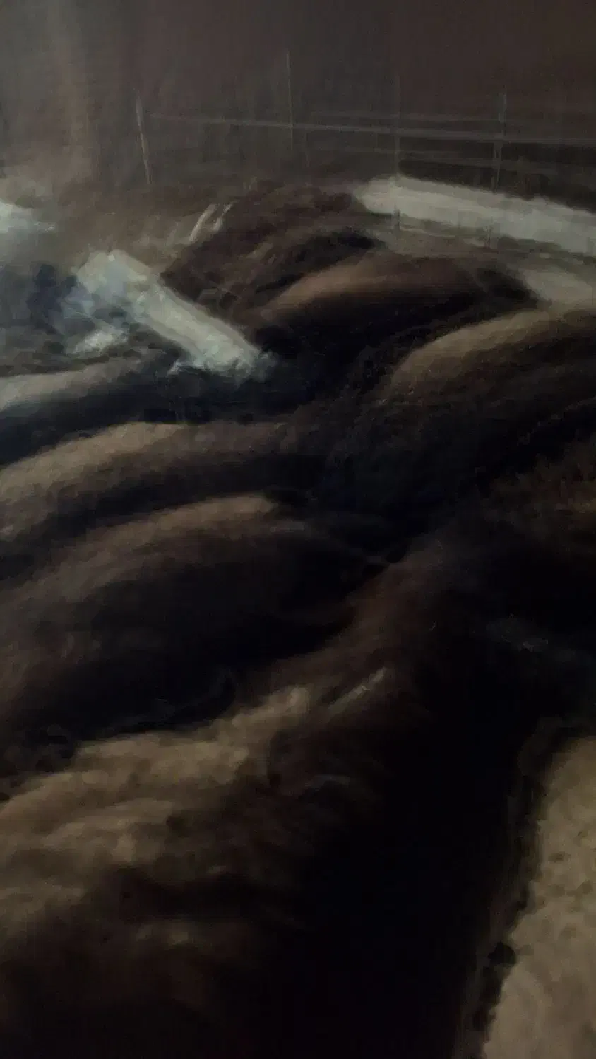 فروش ۲۱عدد بره ماده قوچ خورده|حیوانات مزرعه|تربت‌حیدریه, پائین ولایت|دیوار