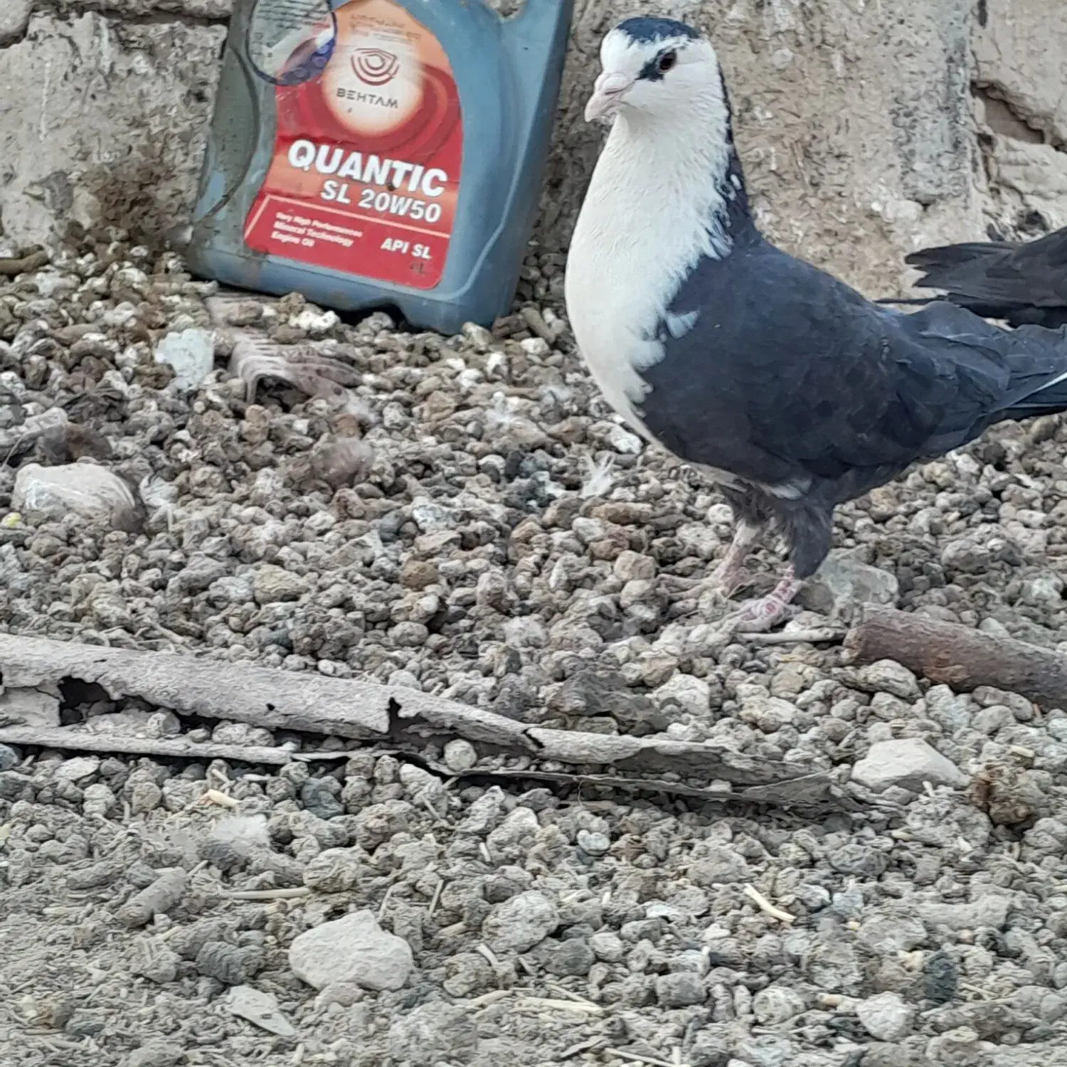 سبز و مگس|پرنده|خاش, |دیوار