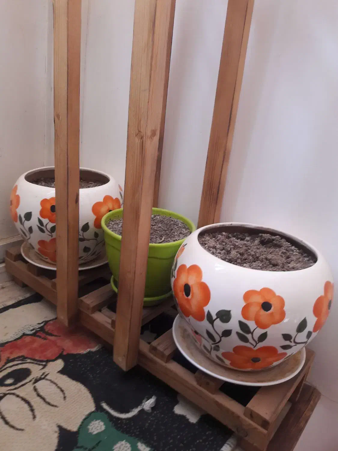 فروش گل و گلدان و استند|گل و گیاه طبیعی|شیراز, محمدیه|دیوار