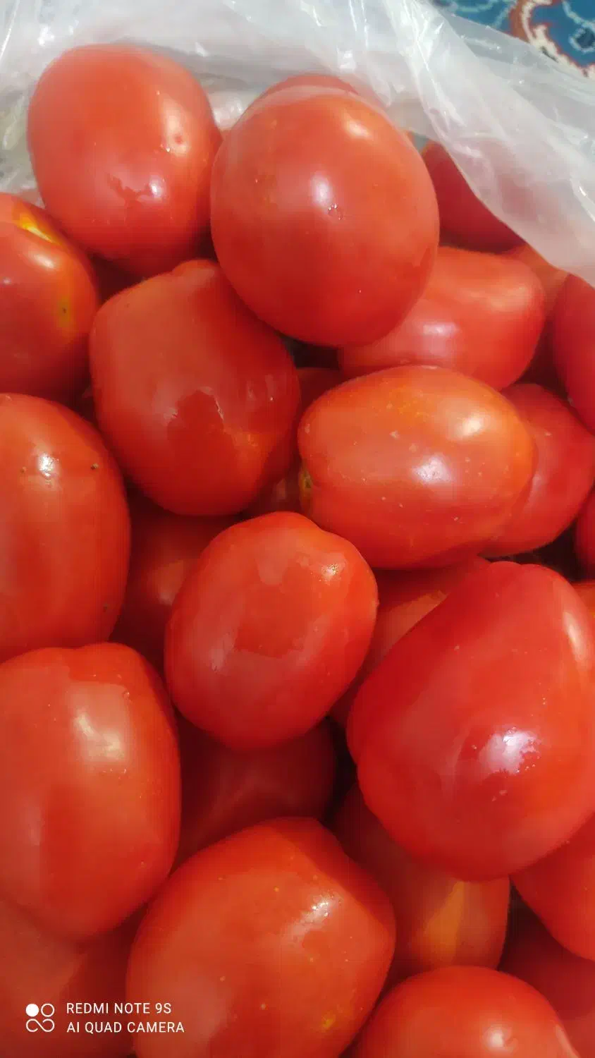 گوجه فرنگی|خوردنی و آشامیدنی|موچش, |دیوار