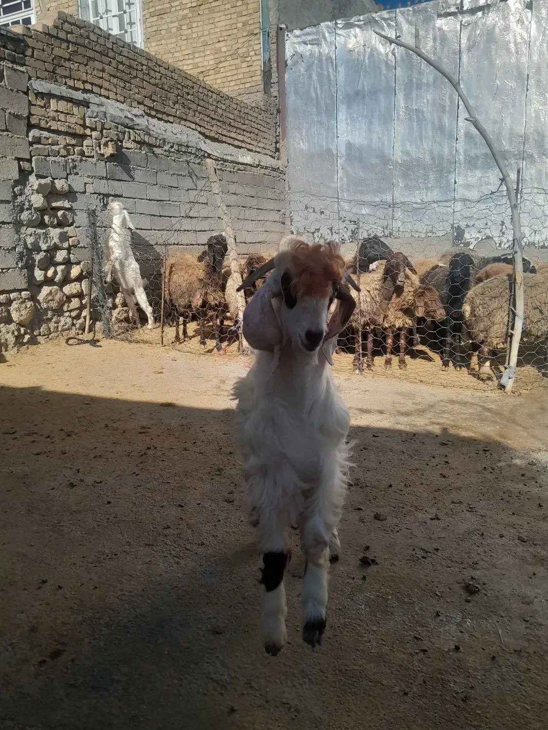 بزقاله نر|حیوانات مزرعه|فیروزآباد (لرستان), |دیوار