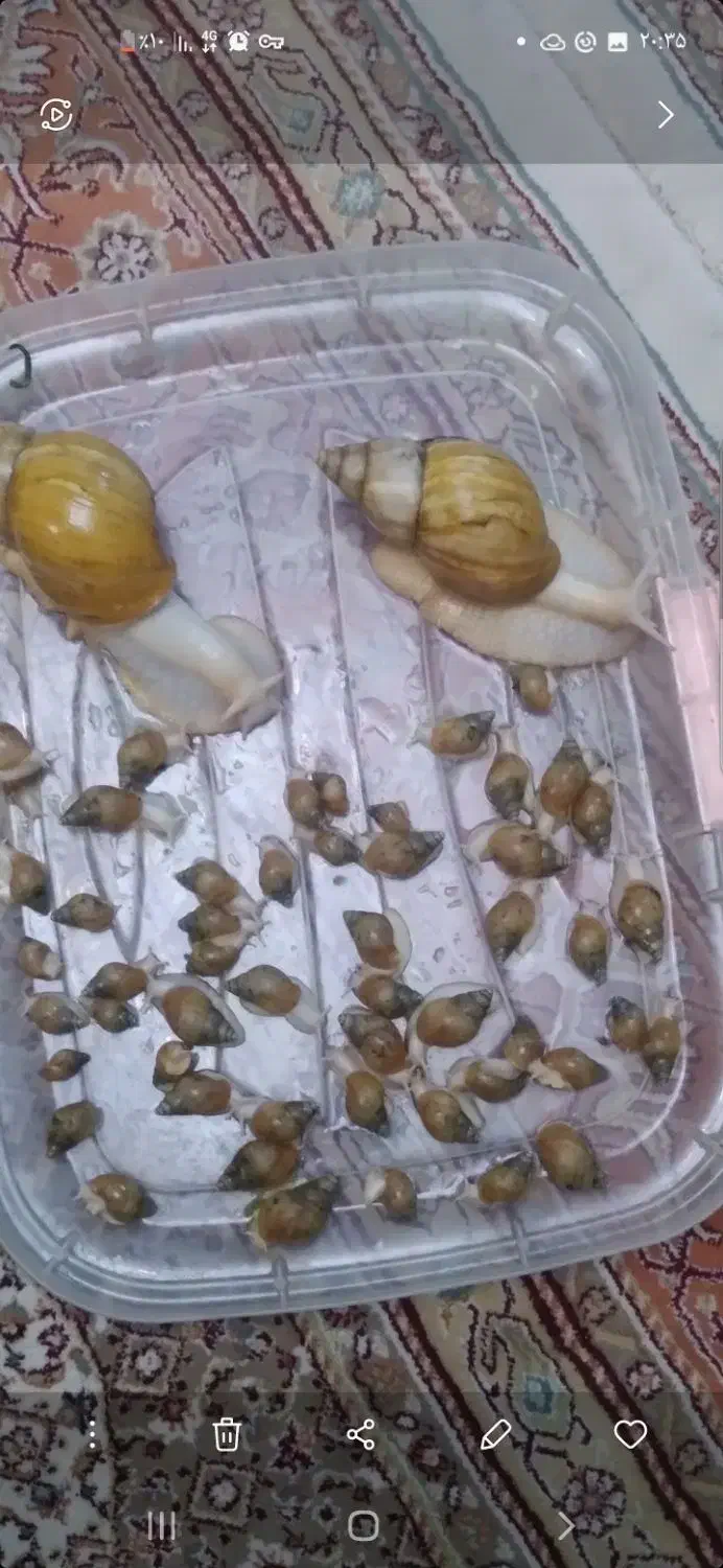 حلزون کلاژن ساز|خزنده|تهران, شهرک رضویه|دیوار